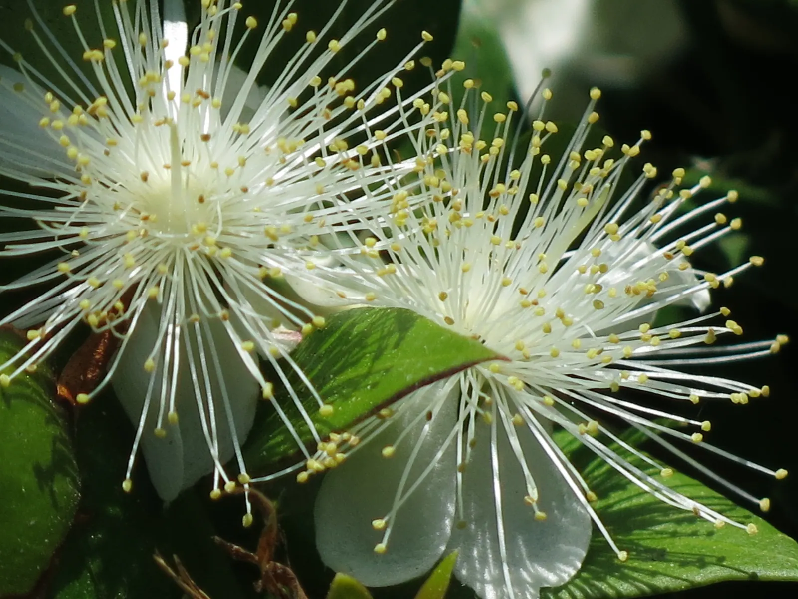 Common Myrtle (Myrtus Communis) — forming an upright shrub that typically reaches 5 to 6 feet in height and spread; purplish-black berries form, image 95