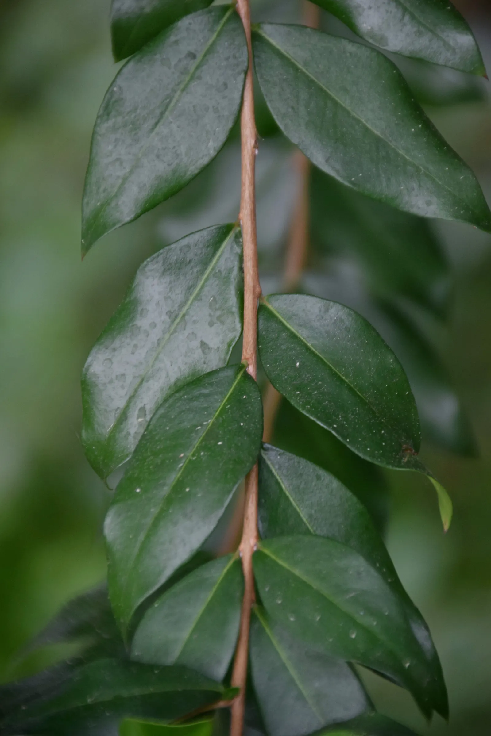 Common Myrtle (Myrtus Communis) — making it an excellent choice for hedges; purplish-black berries form, image 79
