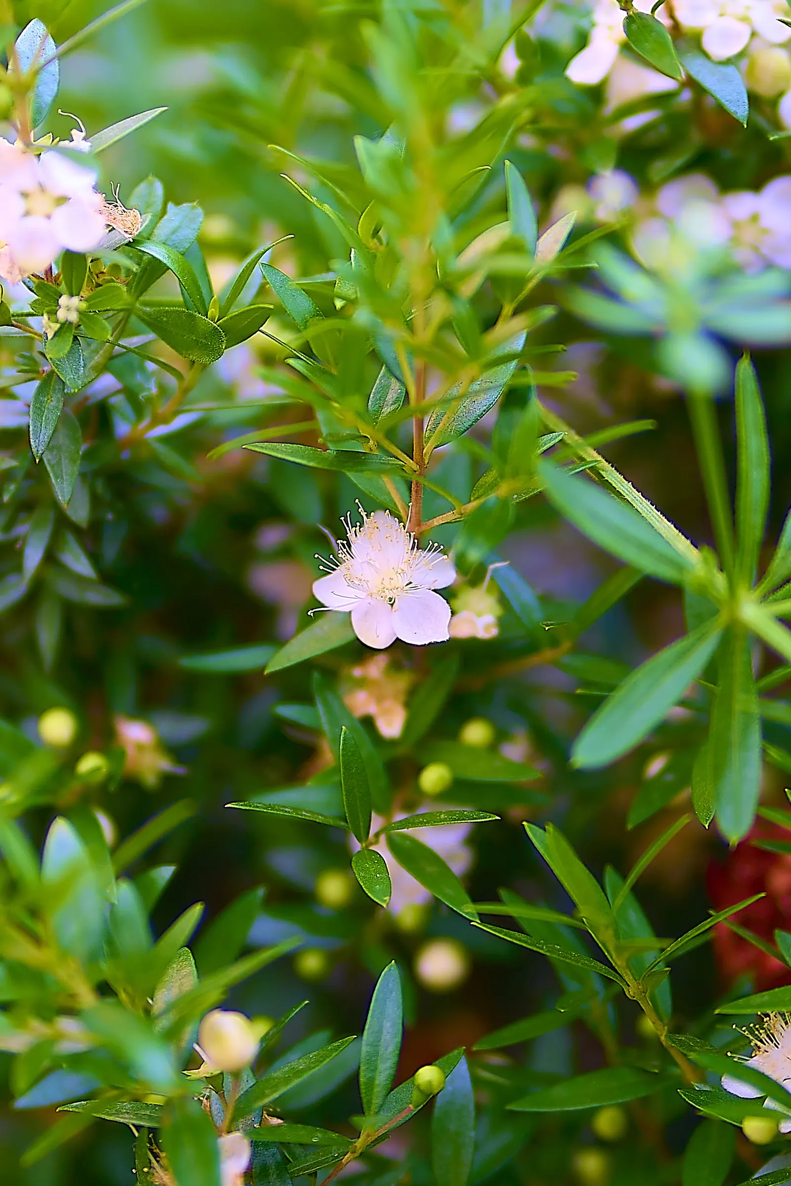 Common Myrtle (Myrtus Communis) — purplish-black berries form; forming an upright shrub that typically reaches 5 to 6 feet in height and spread, image 74