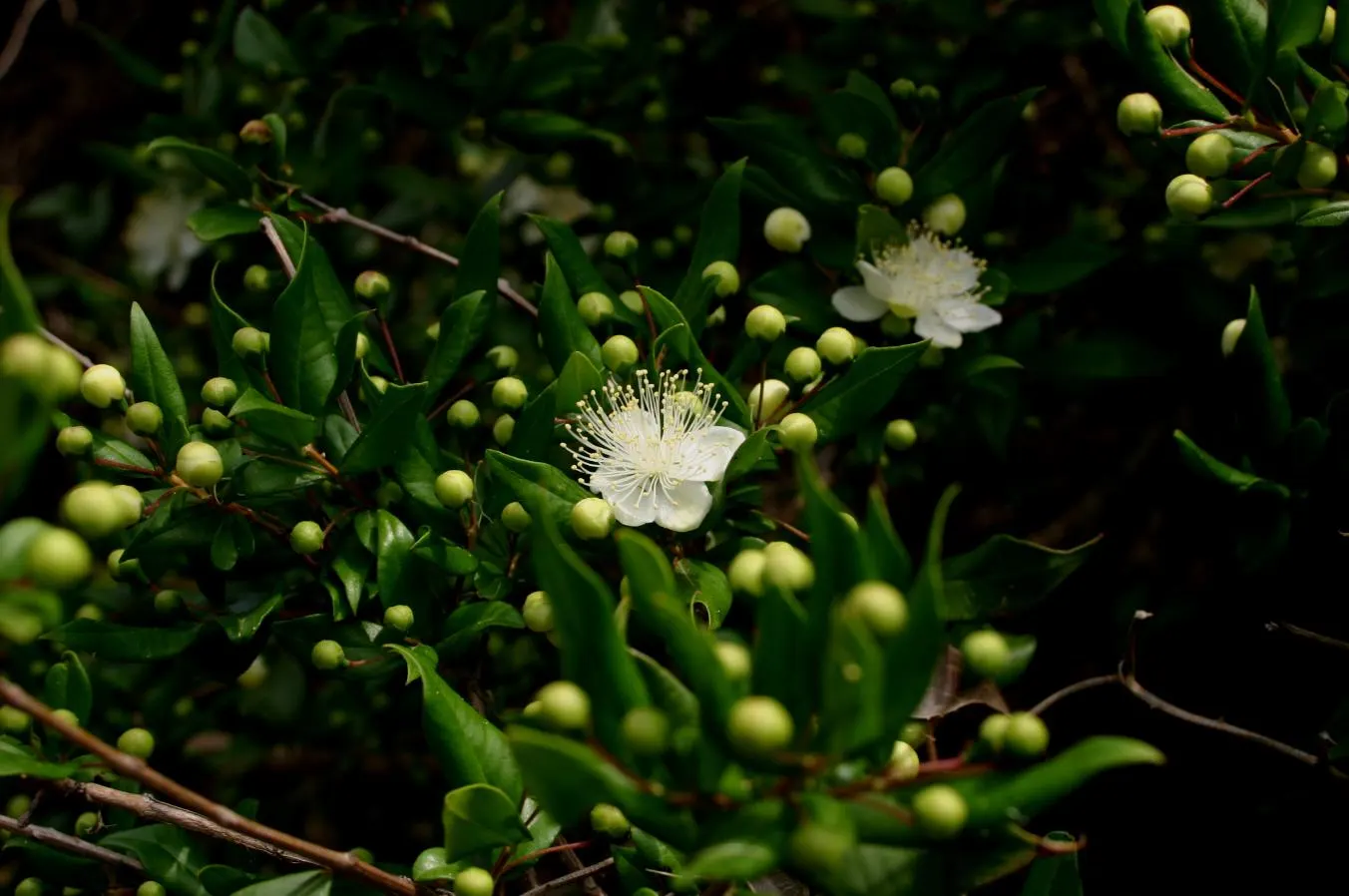 Common Myrtle (Myrtus Communis) — forming an upright shrub that typically reaches 5 to 6 feet in height and spread; purplish-black berries form, image 67