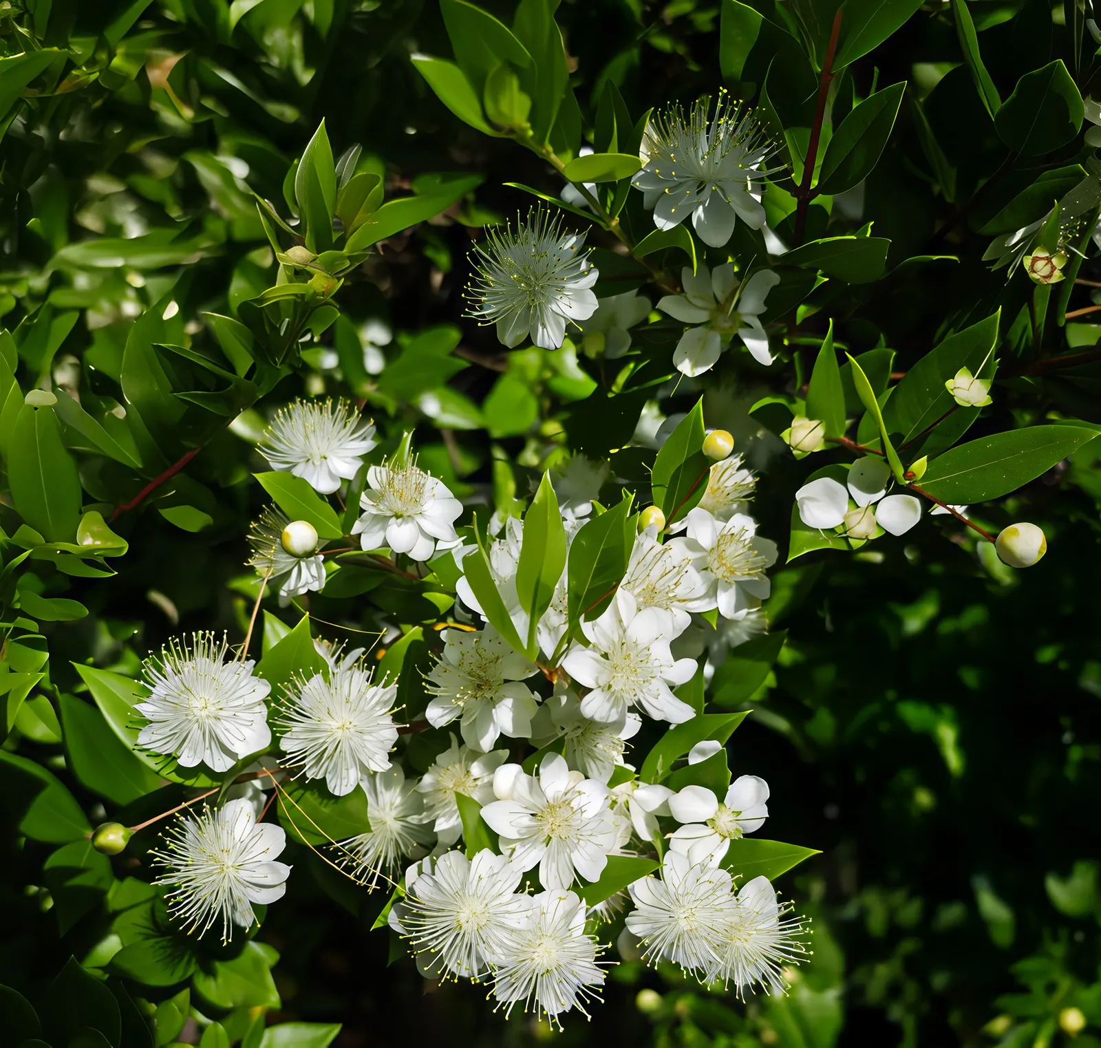 Common Myrtle (Myrtus Communis) — reaching about 0.5 inches in diameter; purplish-black berries form, image 103