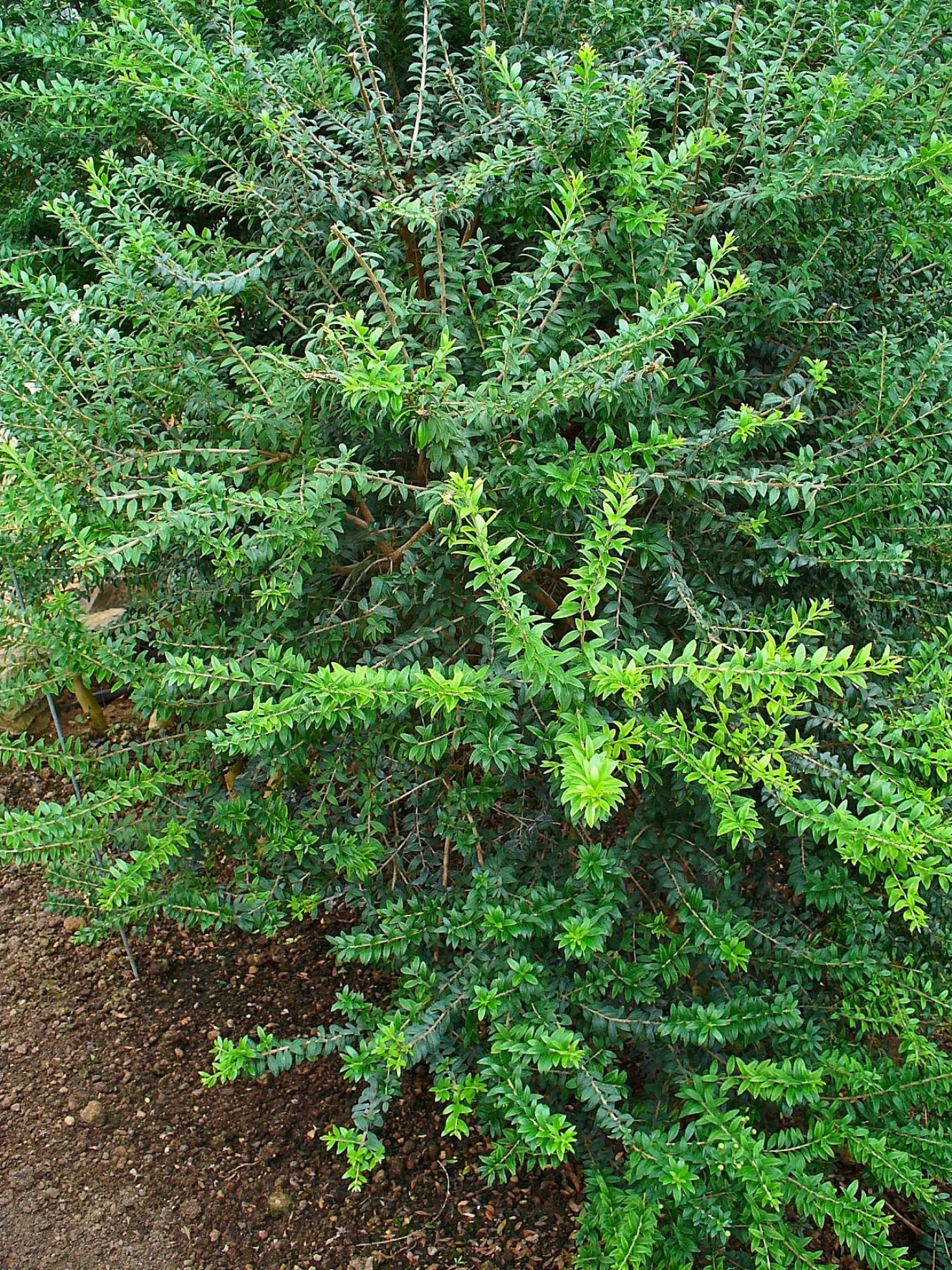 Common Myrtle (Myrtus Communis) — growing to a length of around 2 to 3 inches; hardy in USDA zones 8 to 11, Myrtus communis adds a classic, image 68