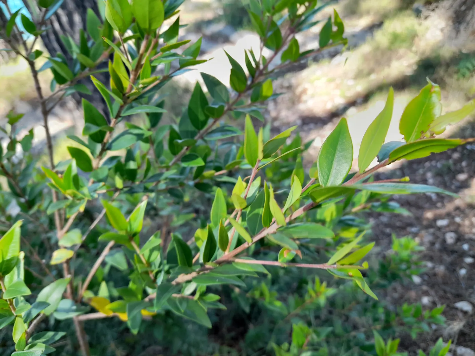 Common Myrtle (Myrtus Communis) — Growing to a height of 5-6 feet; purplish-black berries form, image 87