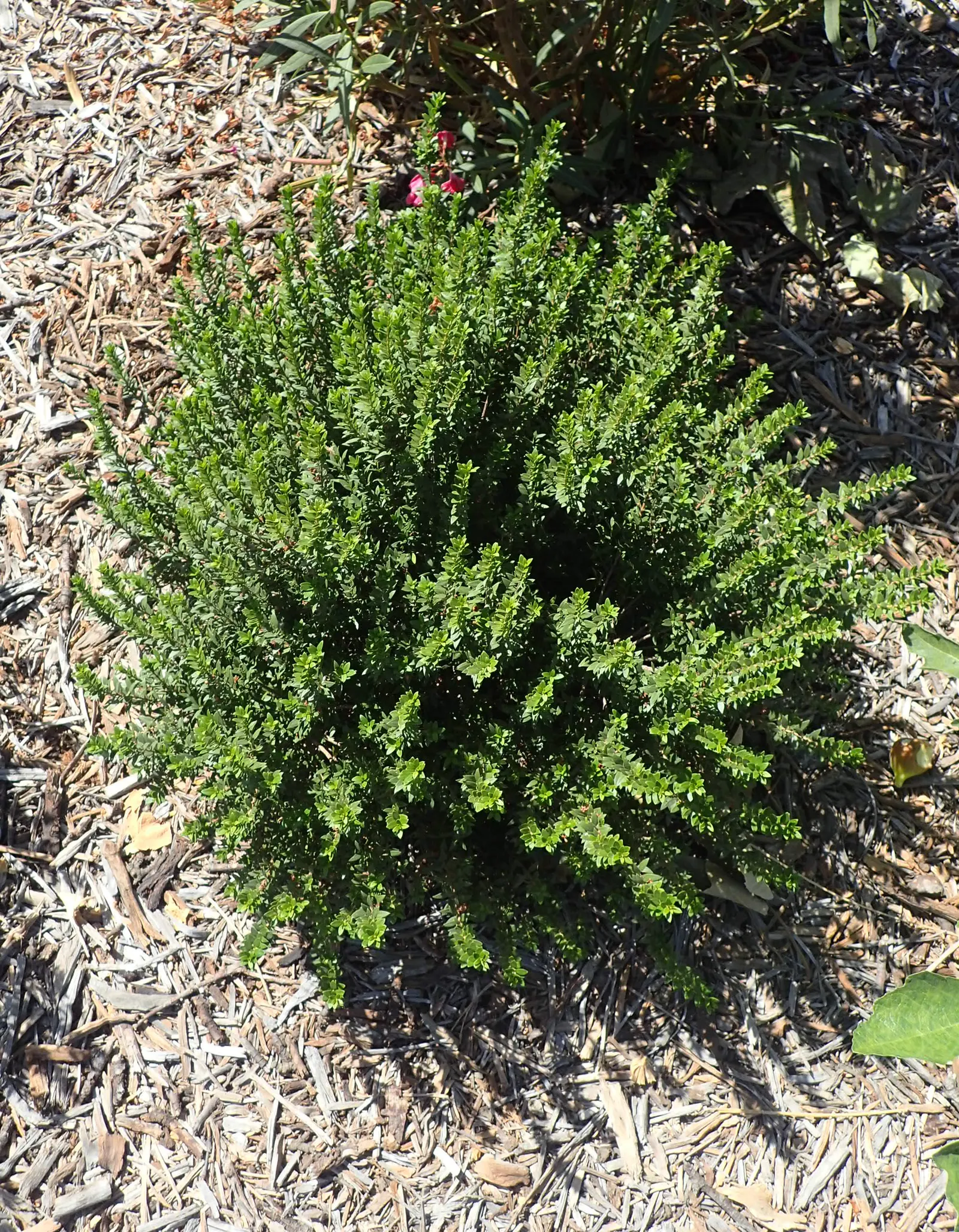 Common Myrtle (Myrtus Communis) — or as a standalone specimen in a landscape design; hardy in USDA zones 8 to 11, Myrtus communis adds a classic, image 80