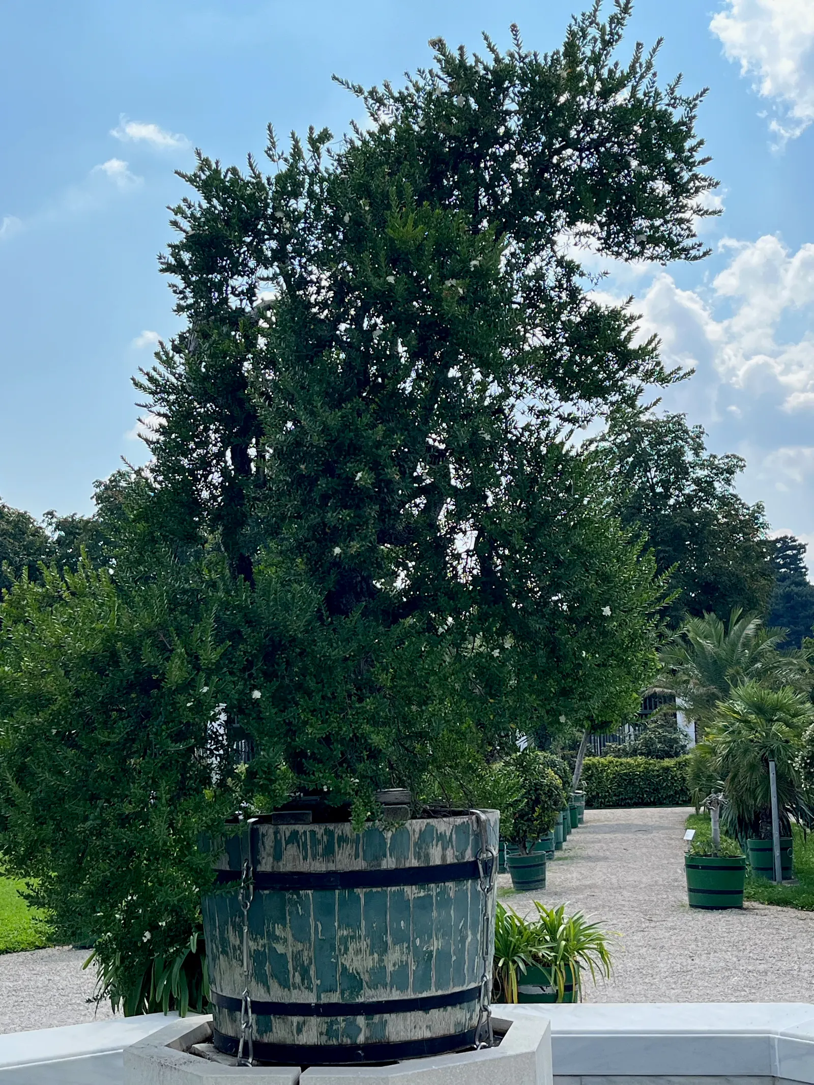 Common Myrtle (Myrtus Communis) — is a versatile evergreen plant prized for its ornamental and aromatic qualities; this versatile plant thrives in, image 65