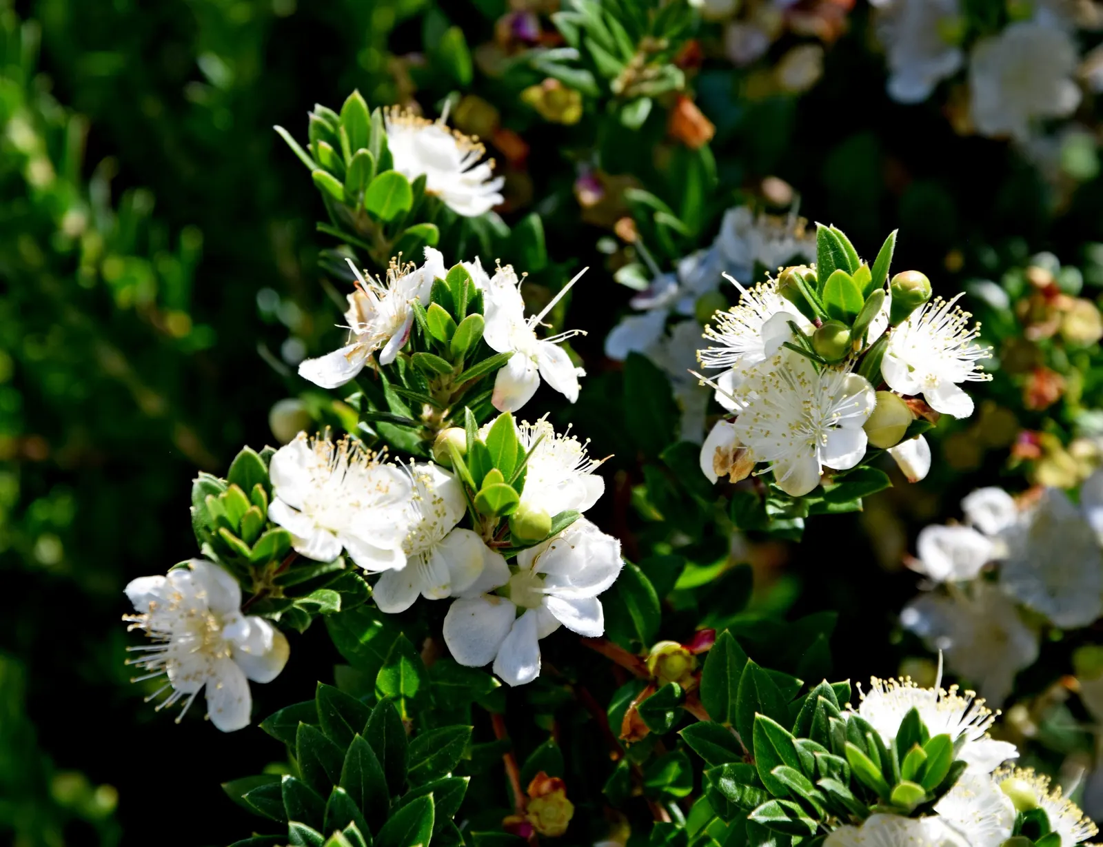 Common Myrtle (Myrtus Communis) — reaching about 0.5 inches in diameter; purplish-black berries form, image 75