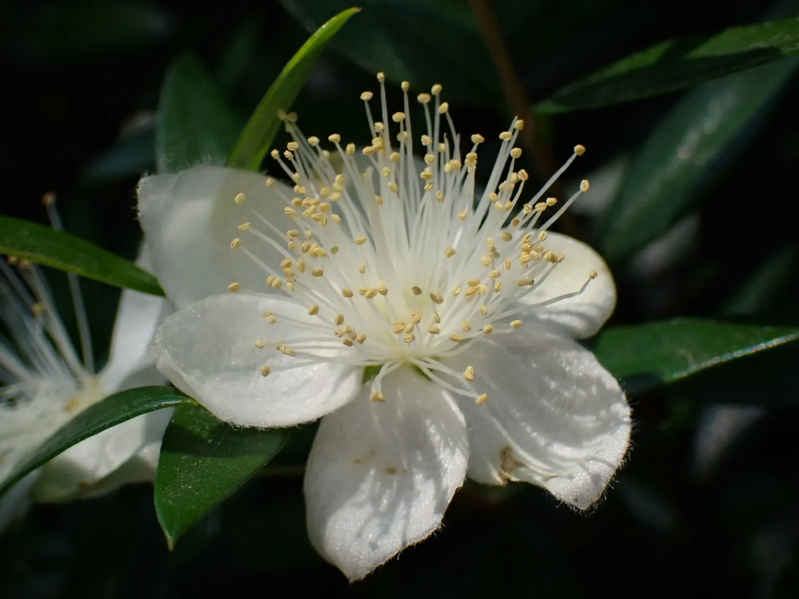 Common Myrtle (Myrtus Communis) — pure white flowers approximately 1 inch in diameter; hardy in USDA zones 8 to 11, Myrtus communis adds a classic, image 72