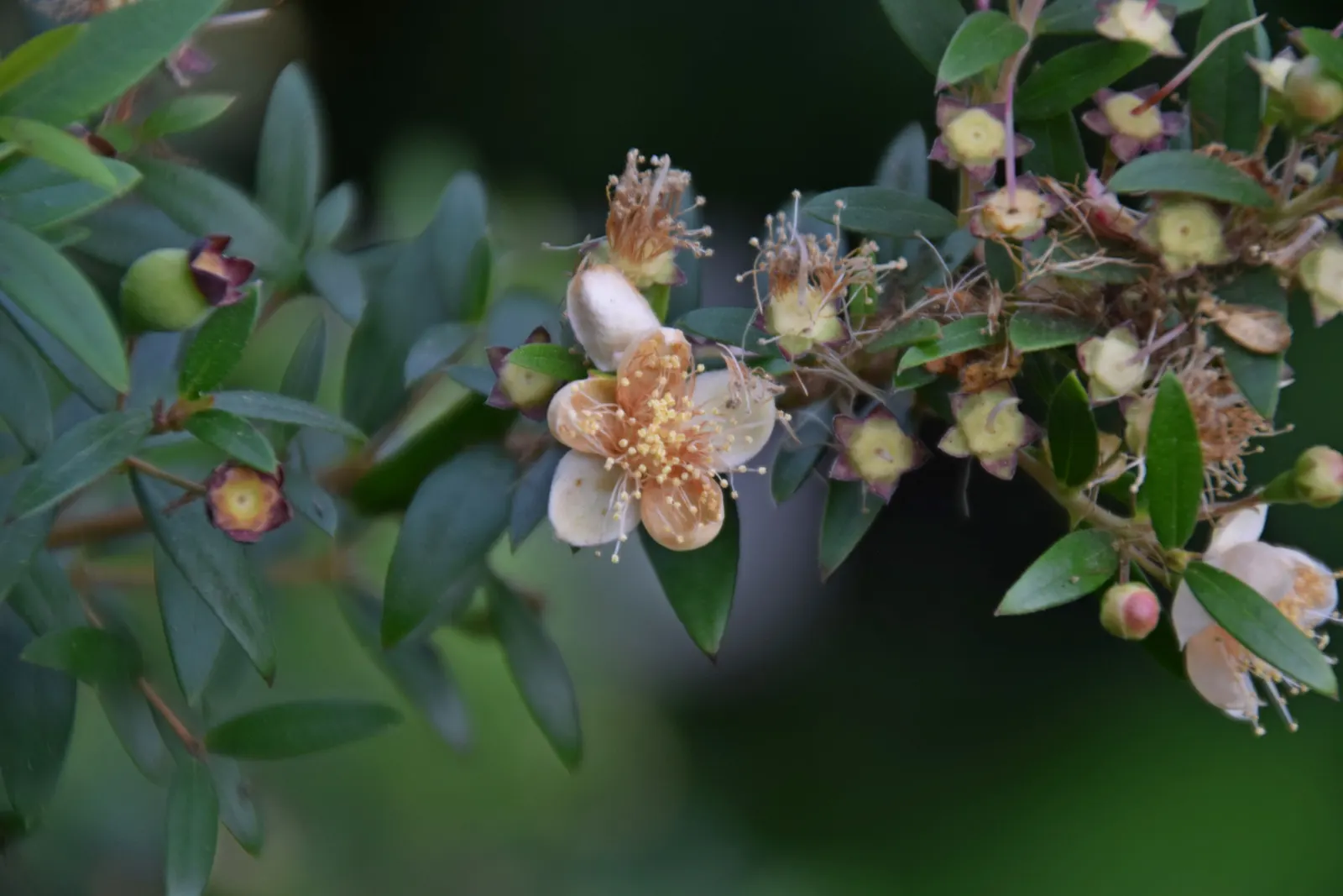 Common Myrtle (Myrtus Communis) — shrub for full or half; hardy in USDA zones 8 to 11, Myrtus communis adds a classic Mediterranean touch to garden, image 84