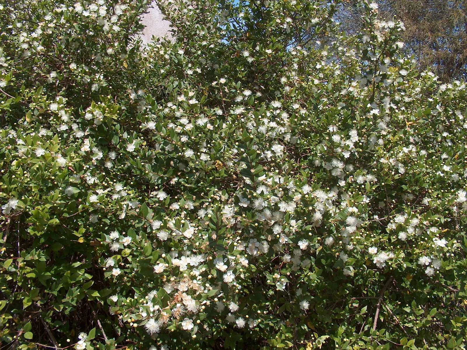 Common Myrtle (Myrtus Communis) — shrub for full or half; hardy in USDA zones 8 to 11, Myrtus communis adds a classic Mediterranean touch to garden compositions