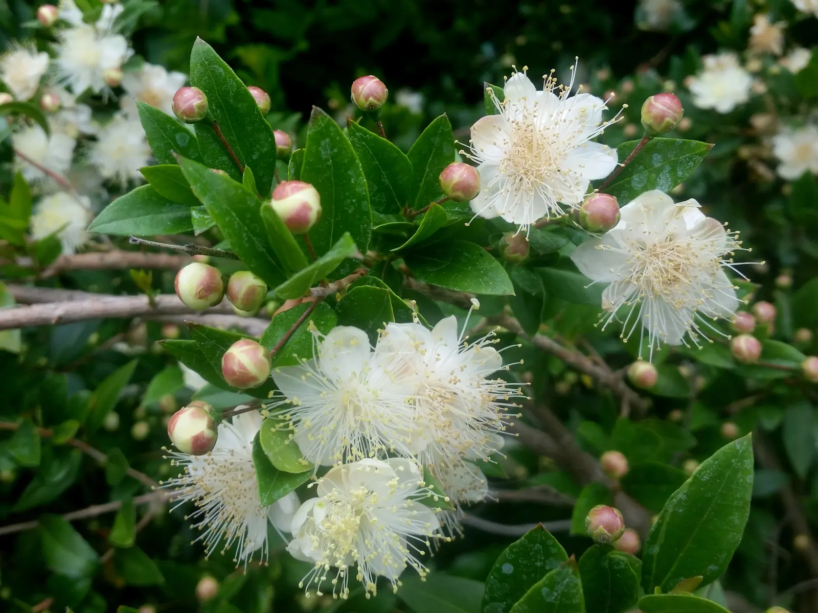 Common Myrtle (Myrtus Communis) — this versatile plant thrives in well-drained soil with full sun to partial shade; hardy in USDA zones 8 to 11, image 88