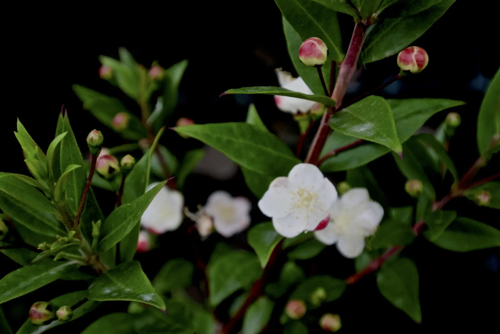 Common Myrtle (Myrtus Communis) — purplish-black berries form; forming an upright shrub that typically reaches 5 to 6 feet in height and spread, image 102