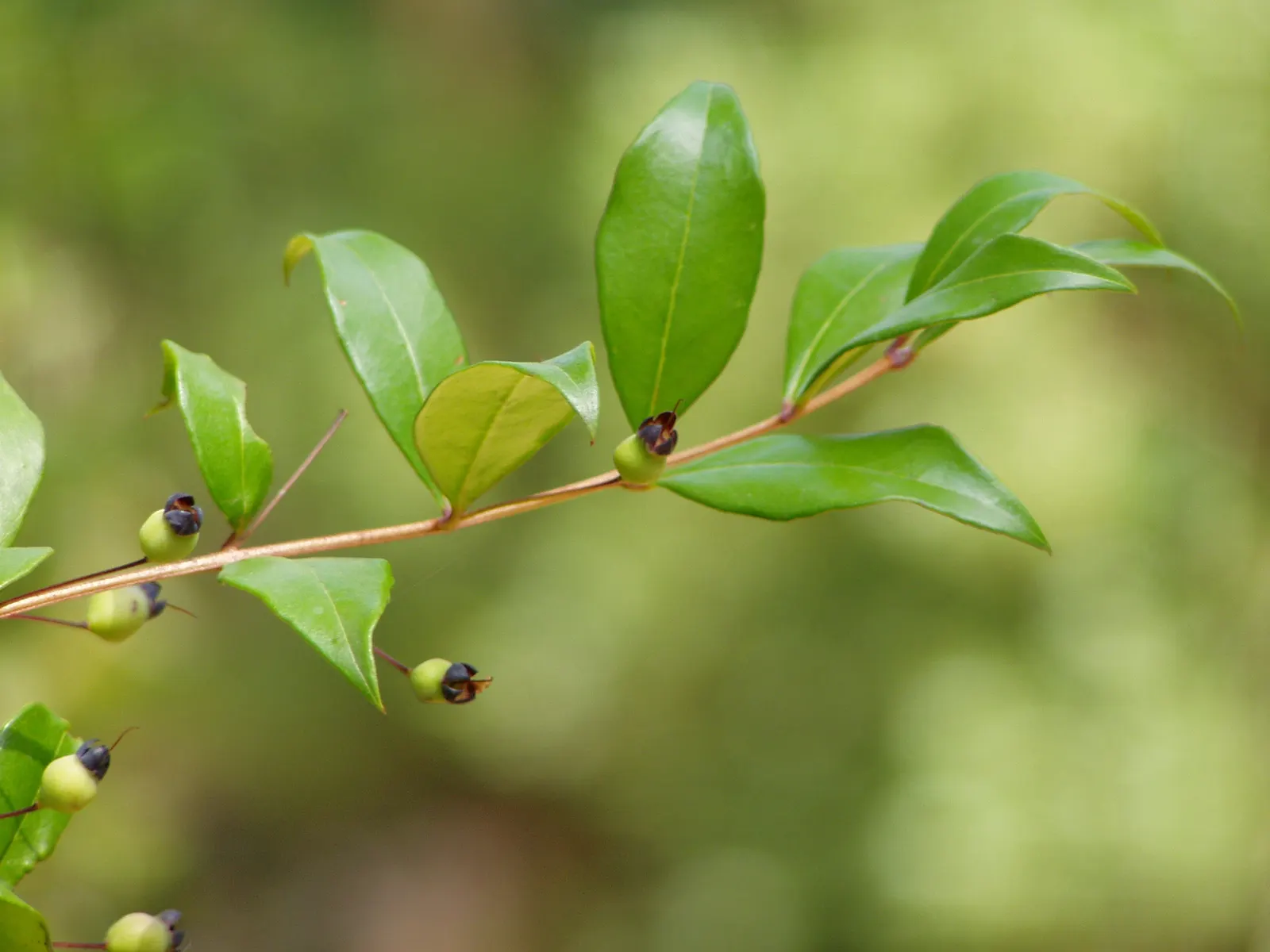 Common Myrtle (Myrtus Communis) — Hardy in USDA zones 8 to 11, Myrtus communis adds a classic Mediterranean touch to garden compositions; this, image 81
