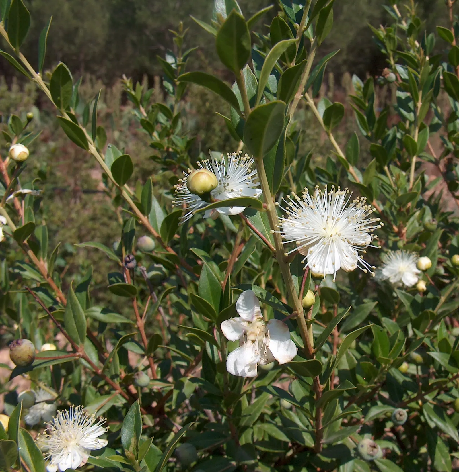Common Myrtle (Myrtus Communis) — growing to a length of around 2 to 3 inches; hardy in USDA zones 8 to 11, Myrtus communis adds a classic, image 96