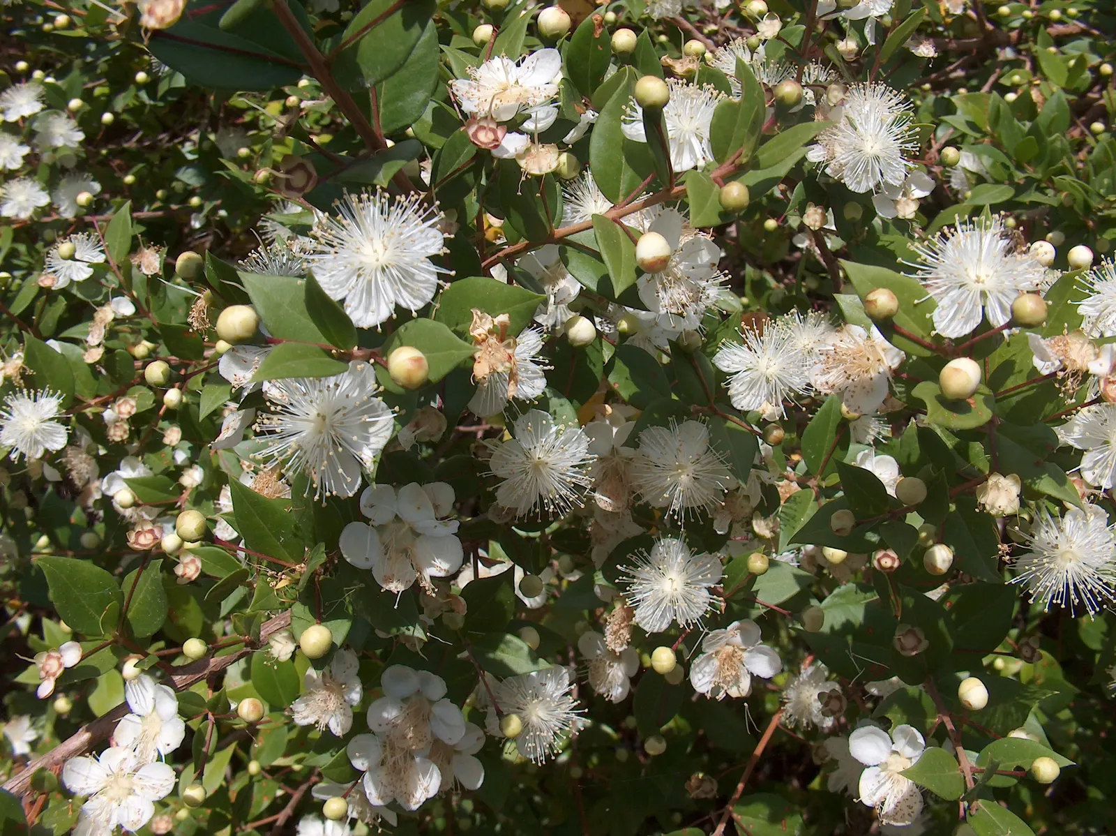 Common Myrtle (Myrtus Communis) — In late summer, it bears purple-black berries, adding further interest; forming an upright shrub that typically, image 90