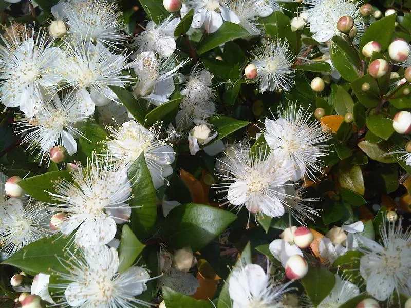 Common Myrtle (Myrtus Communis) — often referred to as Common Myrtle; hardy in USDA zones 8 to 11, Myrtus communis adds a classic Mediterranean, image 92
