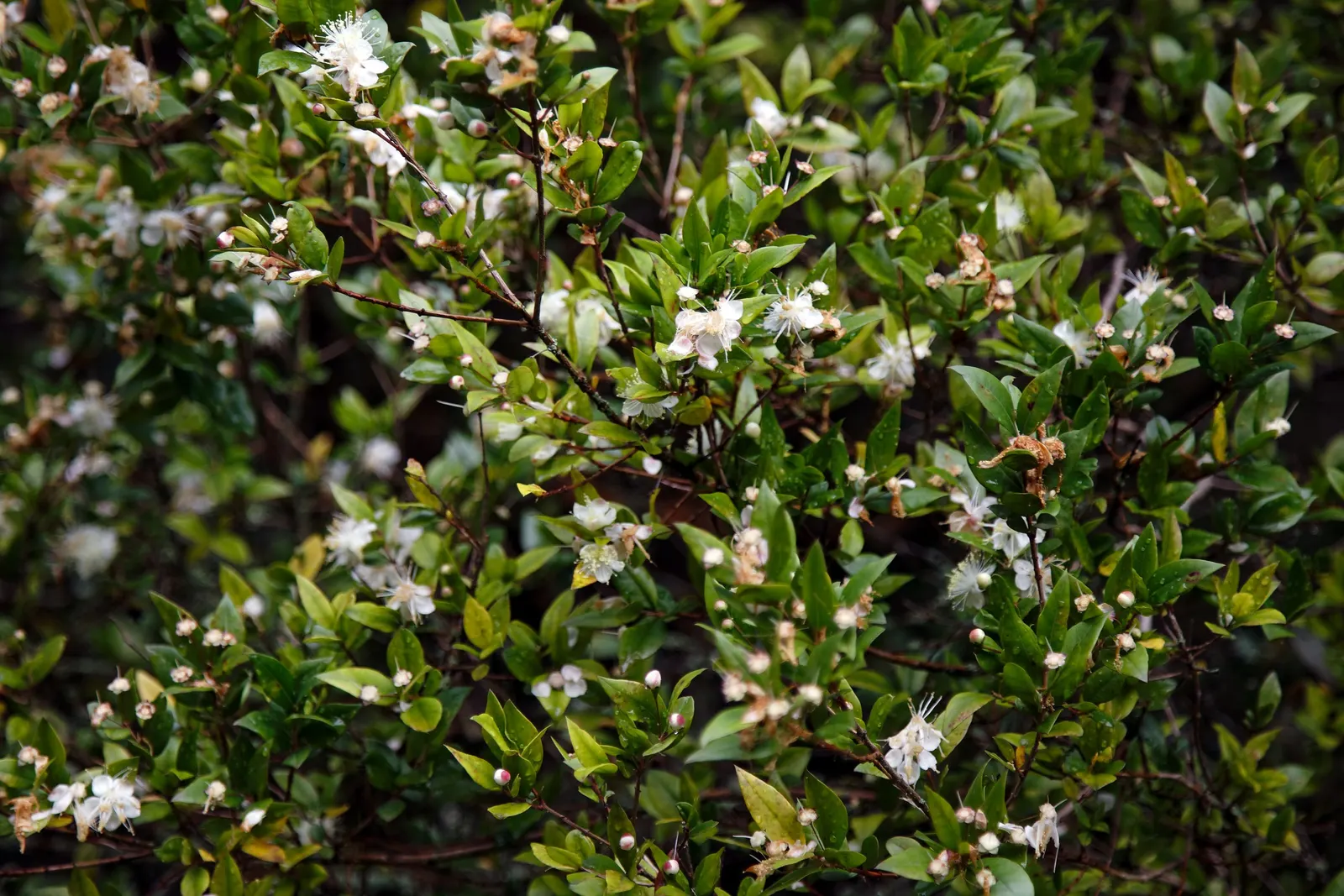Common Myrtle (Myrtus Communis) — shrub with white blooms; purplish-black berries form