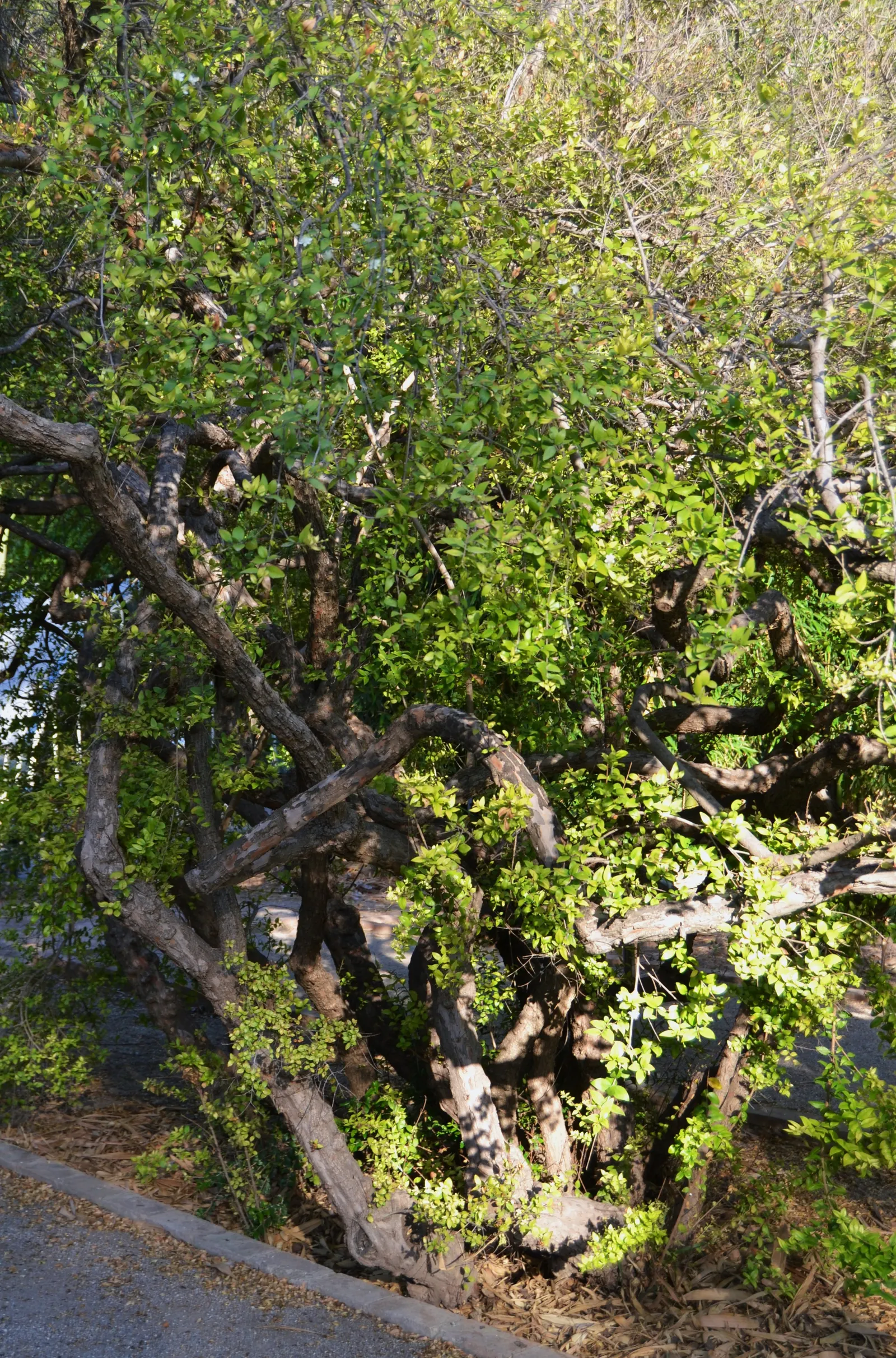 Common Myrtle (Myrtus Communis) — often referred to as Common Myrtle; hardy in USDA zones 8 to 11, Myrtus communis adds a classic Mediterranean, image 64