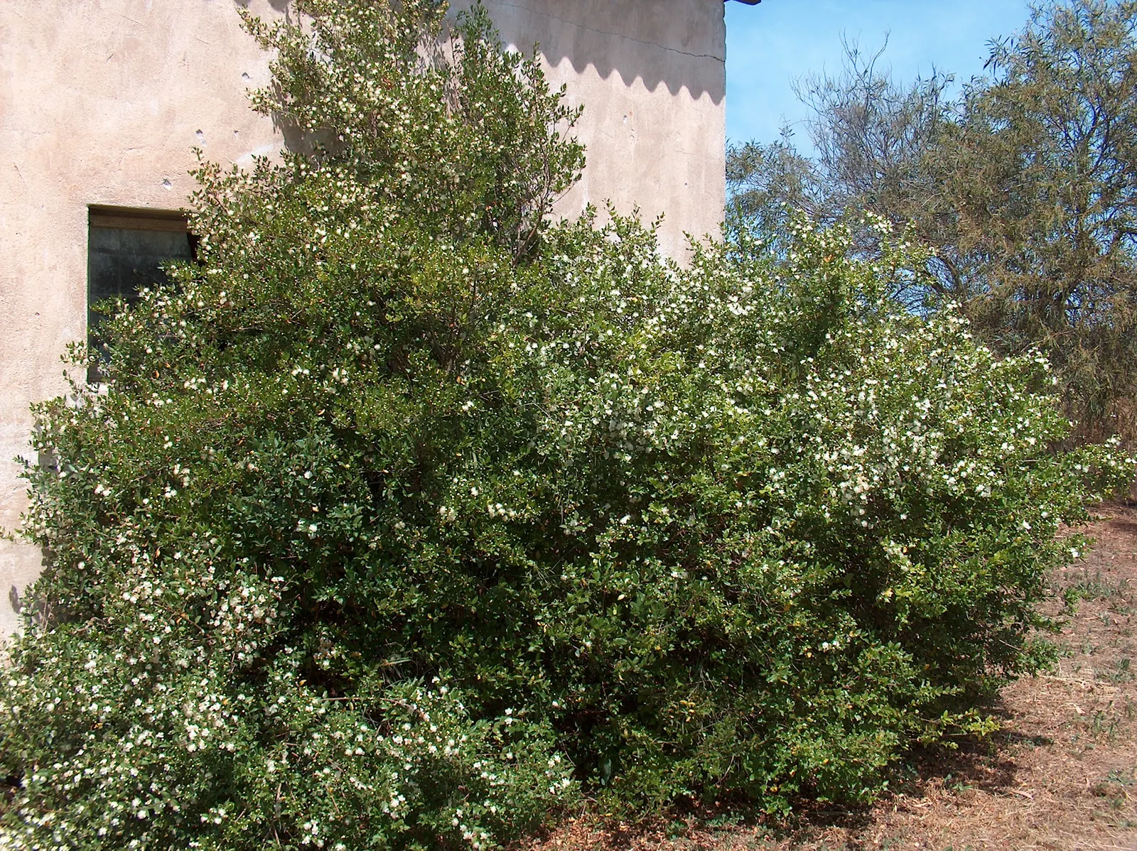 Common Myrtle (Myrtus Communis) — Common Myrtle (Myrtus communis) is an evergreen shrub; this versatile plant thrives in well-drained soil with, image 57