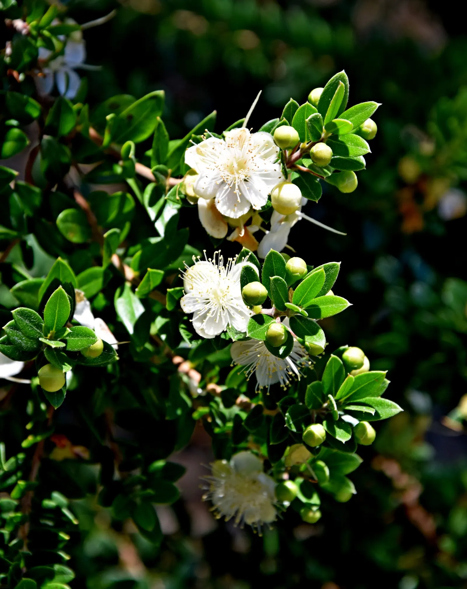 Common Myrtle (Myrtus Communis) — It is drought-tolerant once established and can be pruned to maintain a desirable shape; forming an upright shrub, image 78