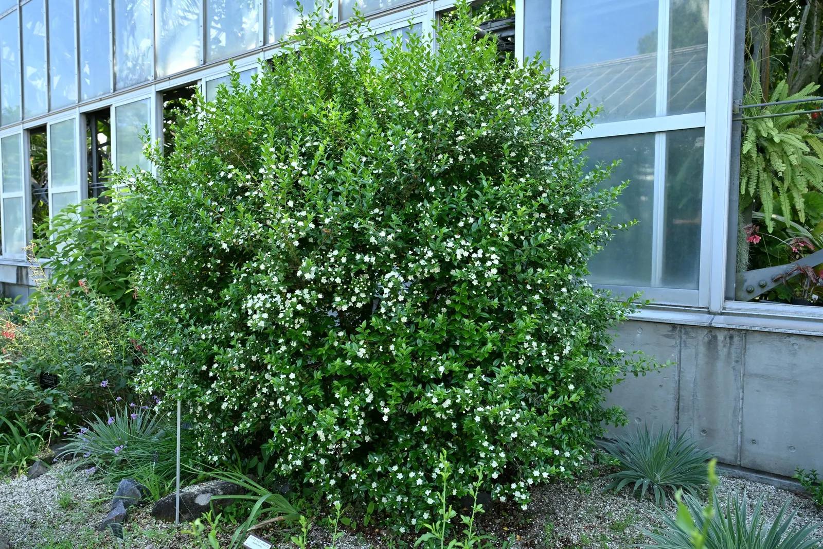 Common Myrtle (Myrtus Communis) — glossy leaves and star-shaped white flowers; forming an upright shrub that typically reaches 5 to 6 feet in, image 86