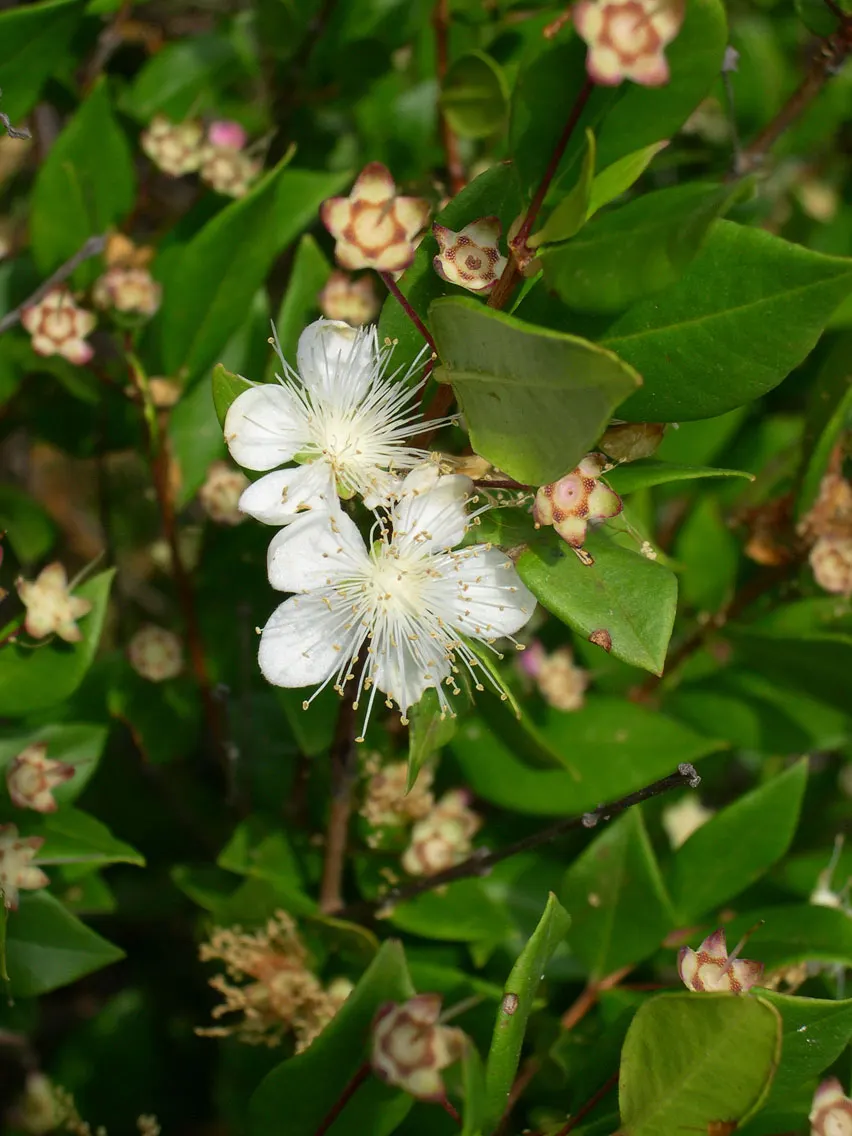 Common Myrtle (Myrtus Communis) — white flowers in the garden; forming an upright shrub that typically reaches 5 to 6 feet in height and spread, image 82