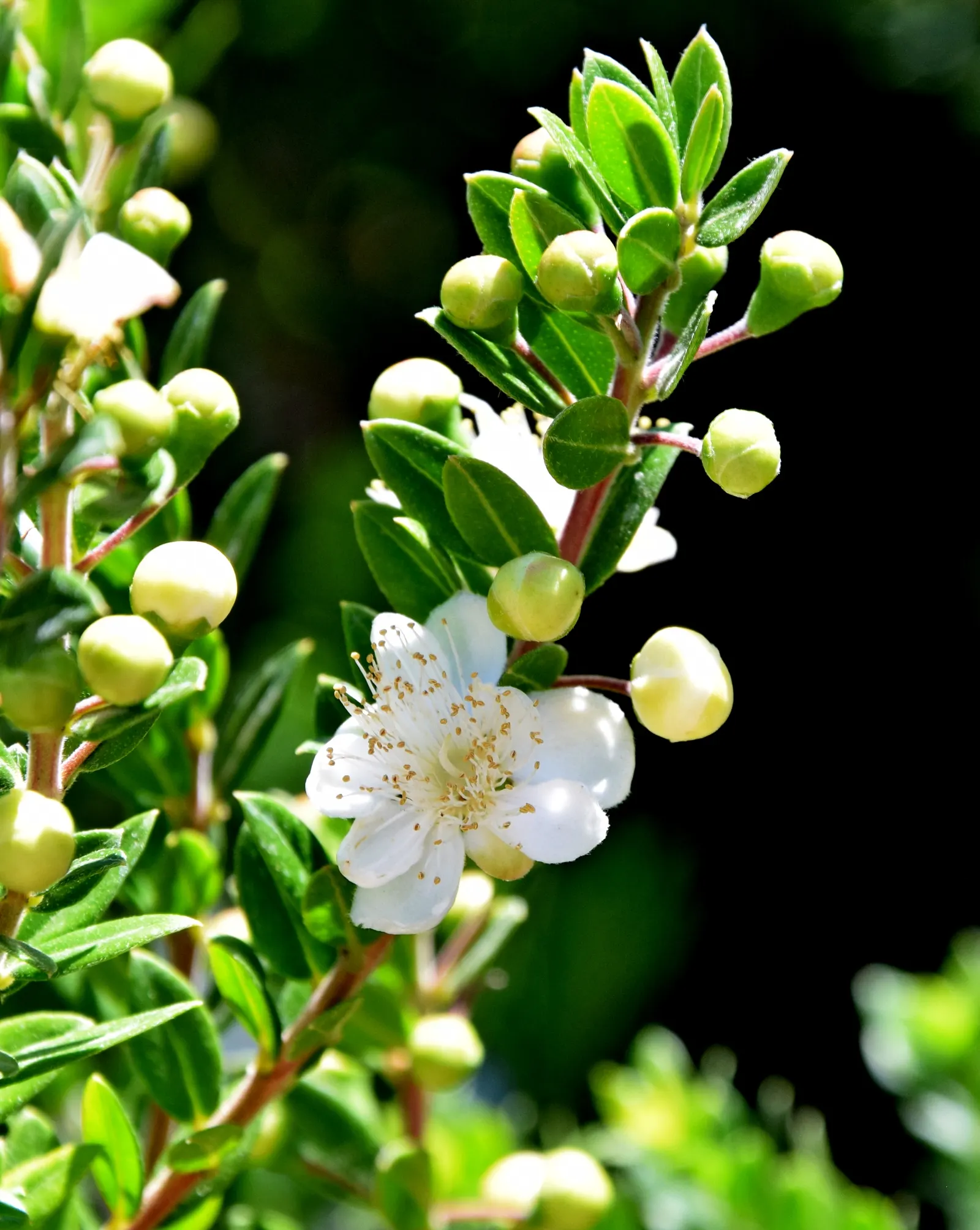 Common Myrtle (Myrtus Communis) — providing winter interest and a food source for birds; hardy in USDA zones 8 to 11, Myrtus communis adds a classic, image 76