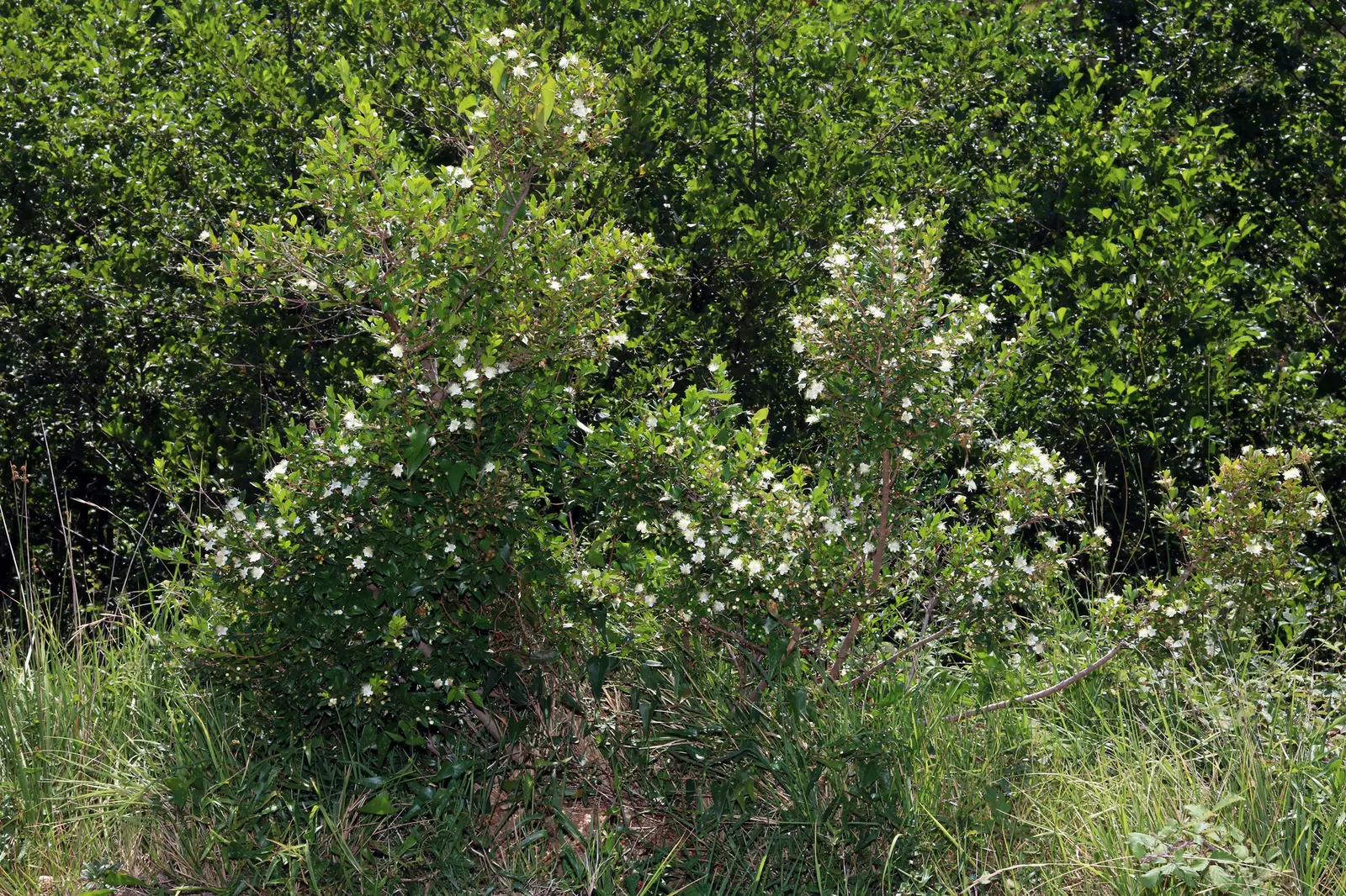 Common Myrtle (Myrtus Communis) — this versatile plant thrives in well-drained soil with full sun to partial shade; hardy in USDA zones 8 to 11, Myrtus
