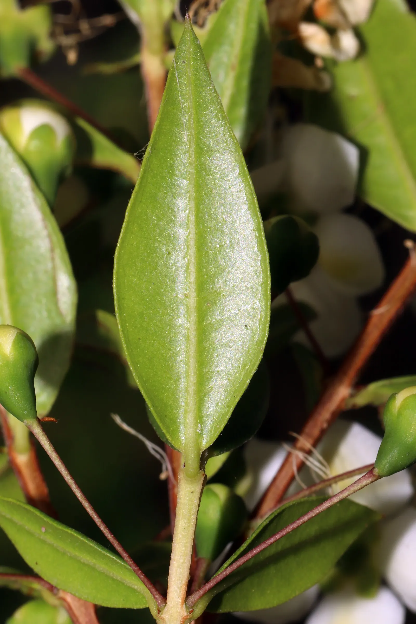 Common Myrtle (Myrtus Communis) — or as a standalone specimen in a landscape design