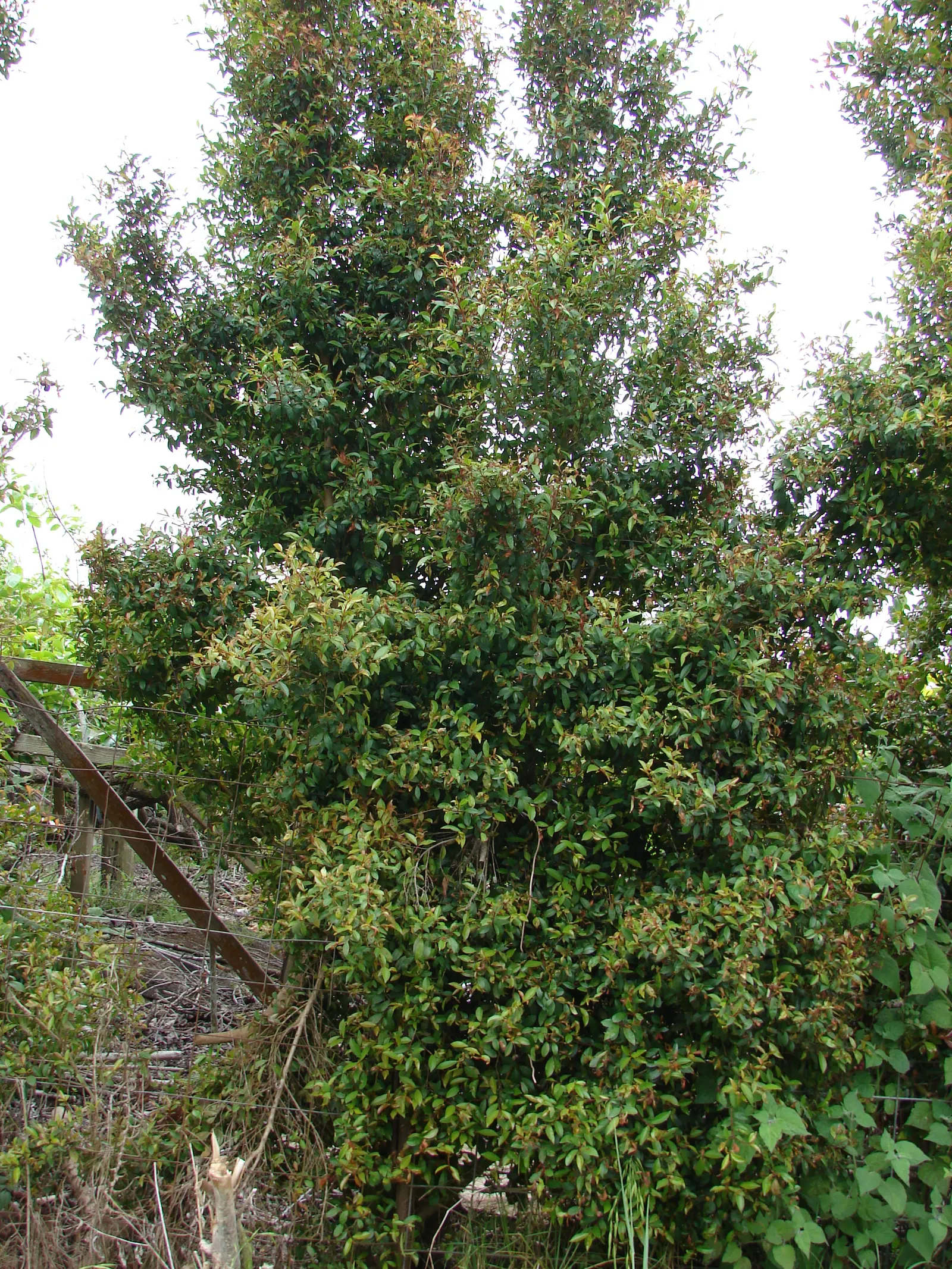 Common Myrtle (Myrtus Communis) — this versatile plant thrives in well-drained soil with full sun to partial shade