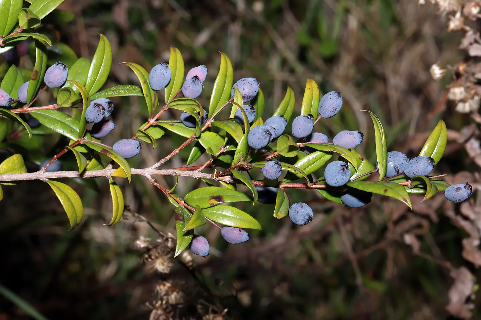 Common Myrtle (Myrtus Communis) — often referred to as Common Myrtle; hardy in USDA zones 8 to 11, Myrtus communis adds a classic Mediterranean touch to garden