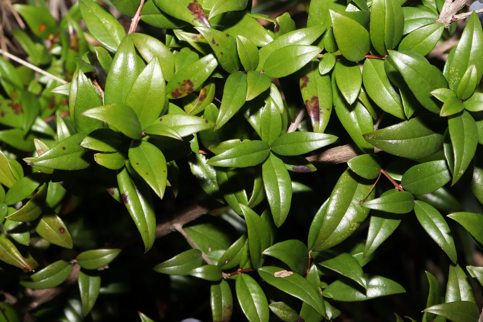 Common Myrtle (Myrtus Communis) — This species boasts a dense; forming an upright shrub that typically reaches 5 to 6 feet in height and spread