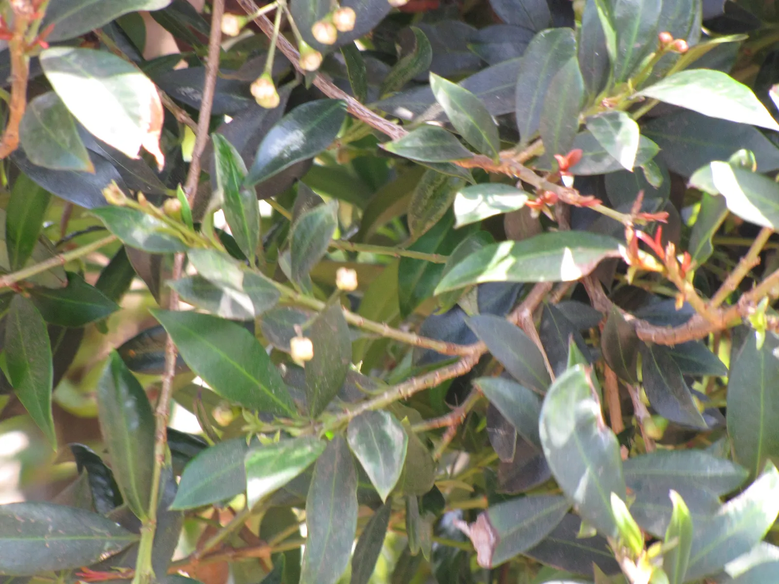 Common Myrtle (Myrtus Communis) — Requires minimal pruning and is hardy to about 20&deg;F; purplish-black berries form, image 91