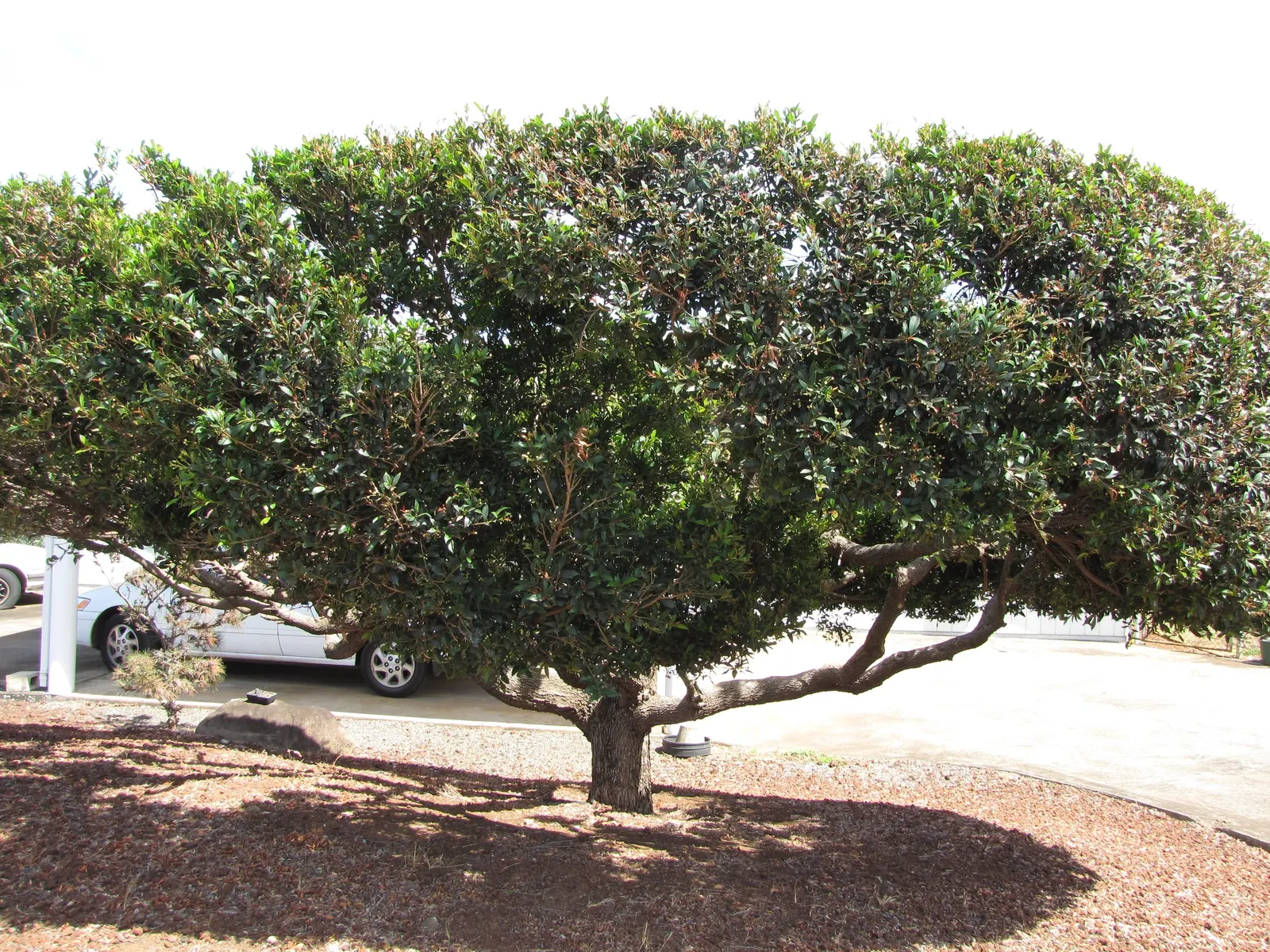 Common Myrtle (Myrtus Communis) — the plant is festooned with a profusion of star-shaped; purplish-black berries form, image 99