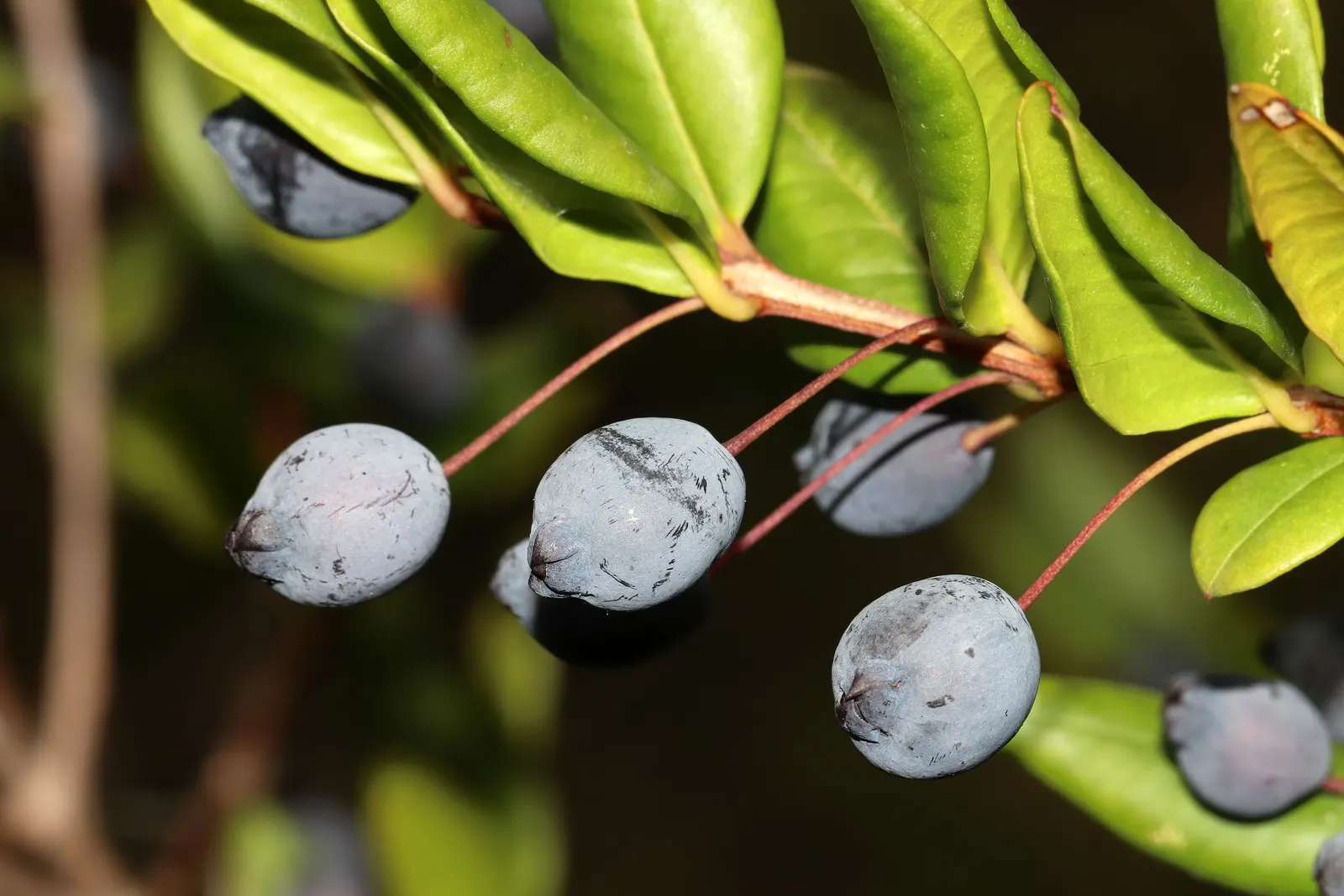 Common Myrtle (Myrtus Communis) — this versatile plant thrives in well-drained soil with full sun to partial shade; hardy in USDA zones 8 to 11, image 60