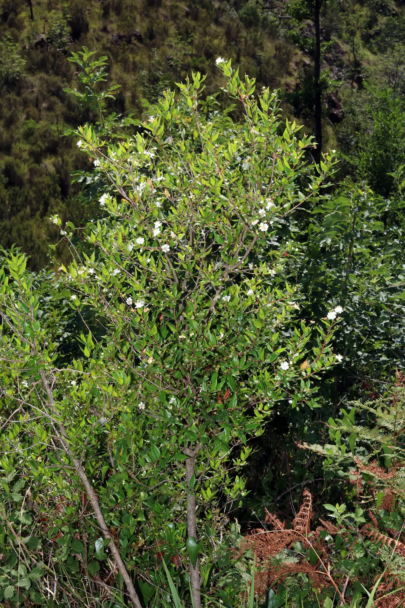 Common Myrtle (Myrtus Communis) — glossy leaves and star-shaped white flowers; forming an upright shrub that typically reaches 5 to 6 feet in height and spread