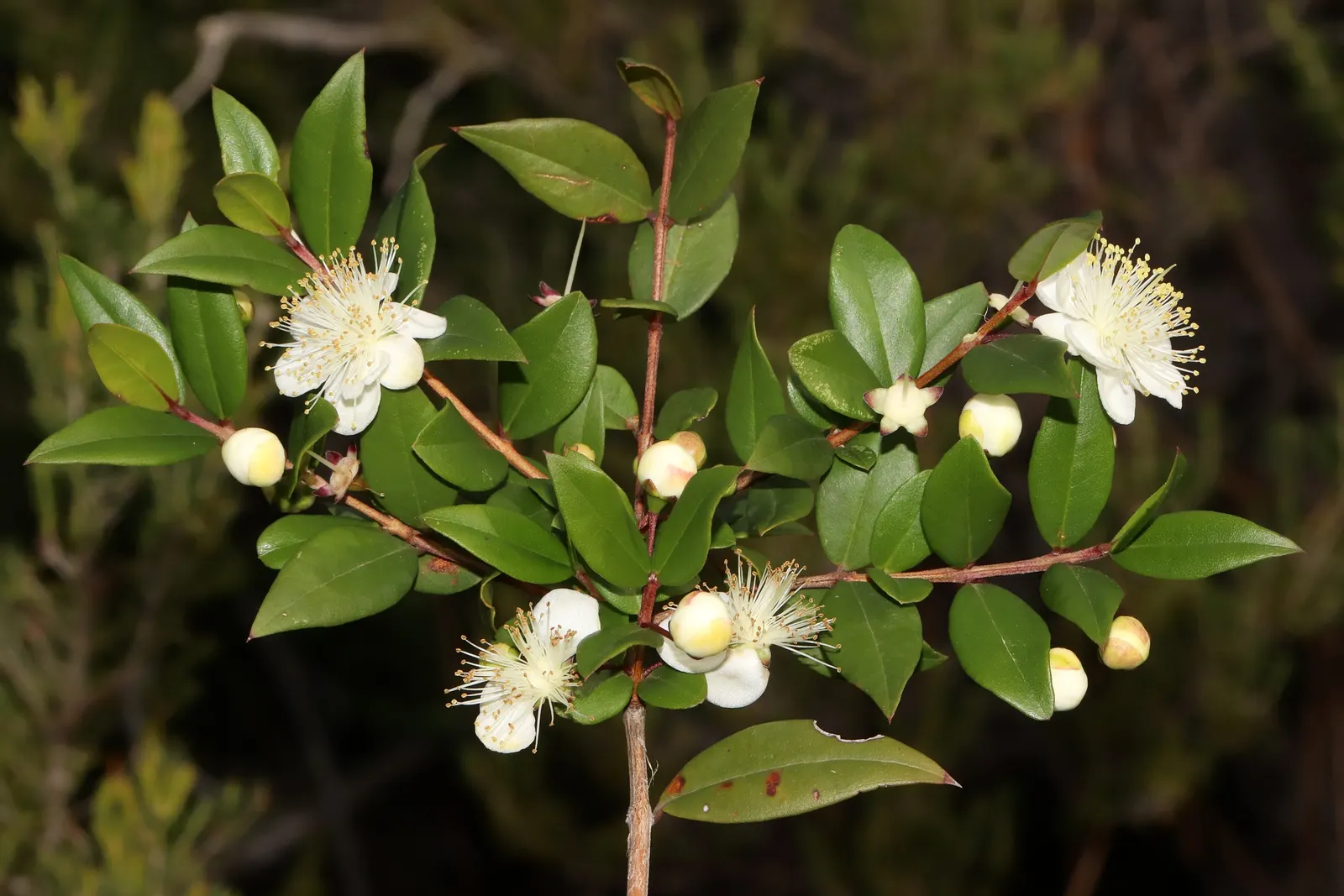 Common Myrtle (Myrtus Communis) — Hardy in USDA zones 8 to 11, Myrtus communis adds a classic Mediterranean touch to garden compositions