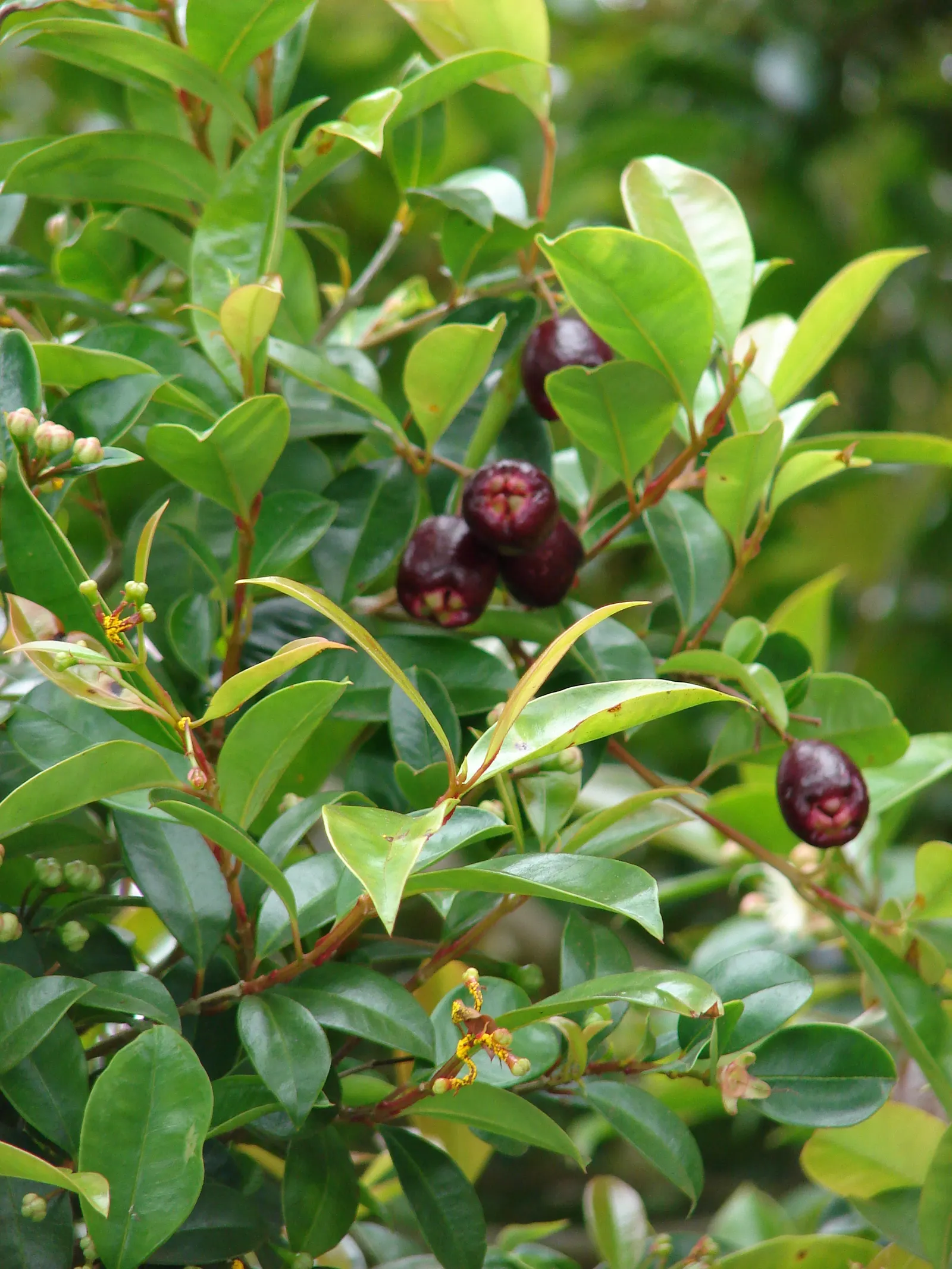 Common Myrtle (Myrtus Communis) — often referred to as Common Myrtle