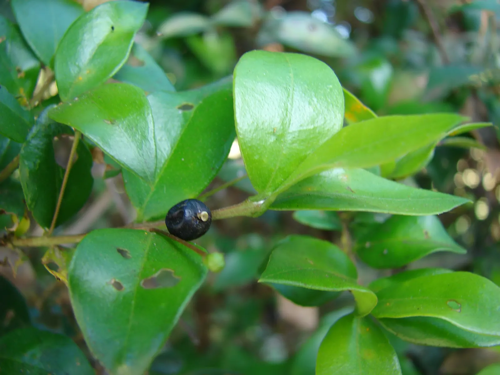 Common Myrtle (Myrtus Communis) — forming an upright shrub that typically reaches 5 to 6 feet in height and spread