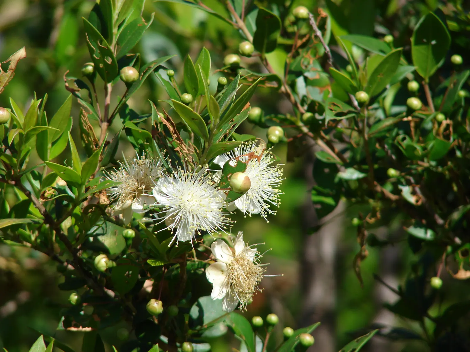 Common Myrtle (Myrtus Communis) — is a versatile evergreen plant prized for its ornamental and aromatic qualities