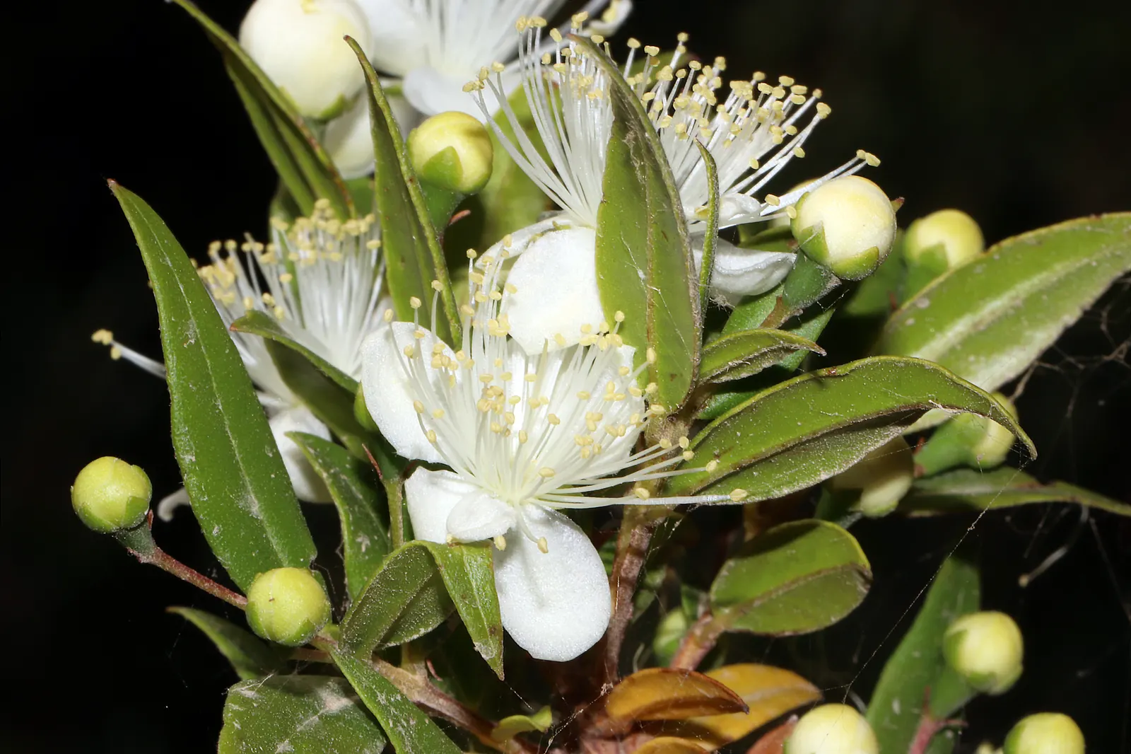 Common Myrtle (Myrtus Communis) — In late summer, it bears purple-black berries, adding further interest; forming an upright shrub that typically reaches 5 to