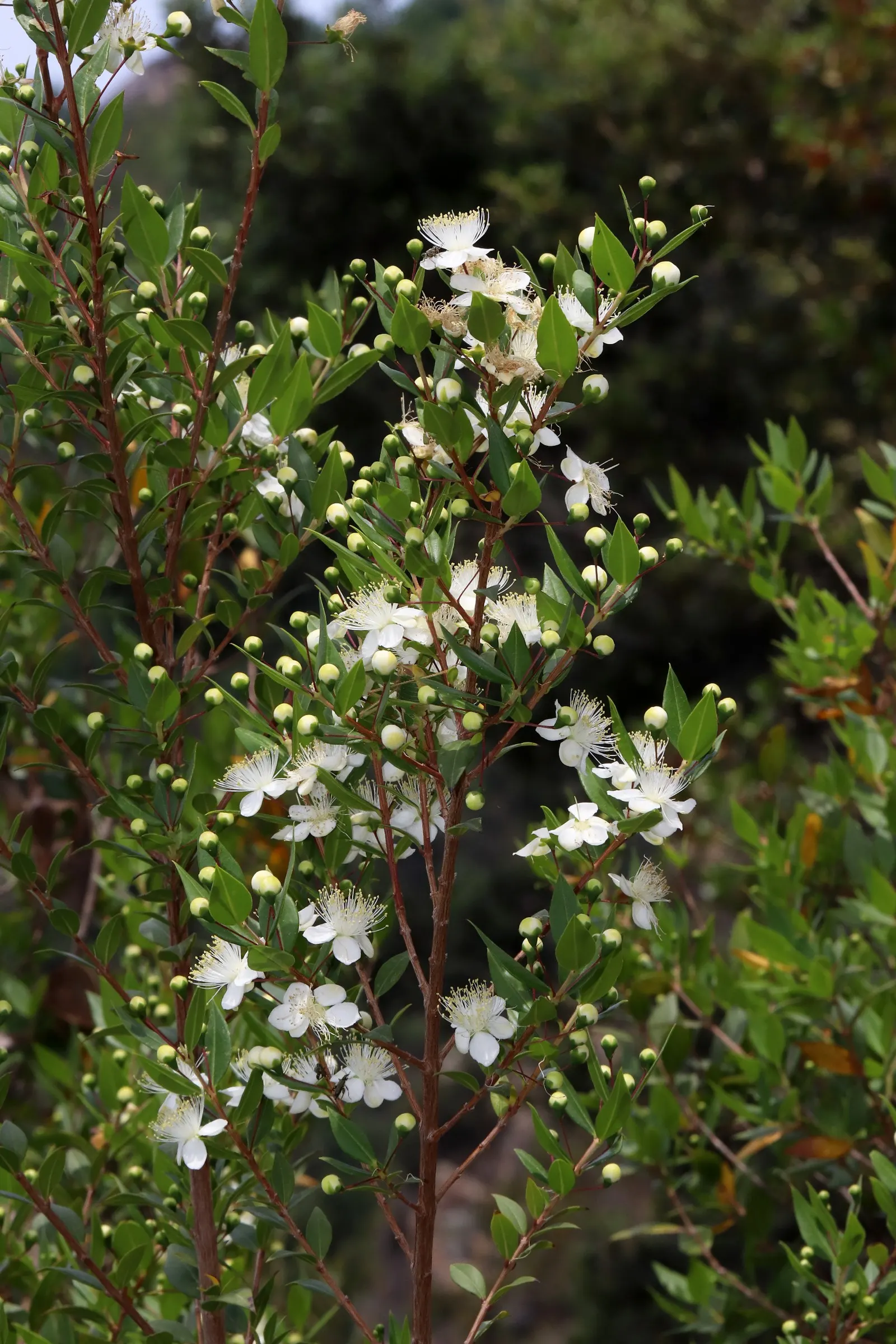 Common Myrtle (Myrtus Communis) — Growing to a height of 5-6 feet; purplish-black berries form