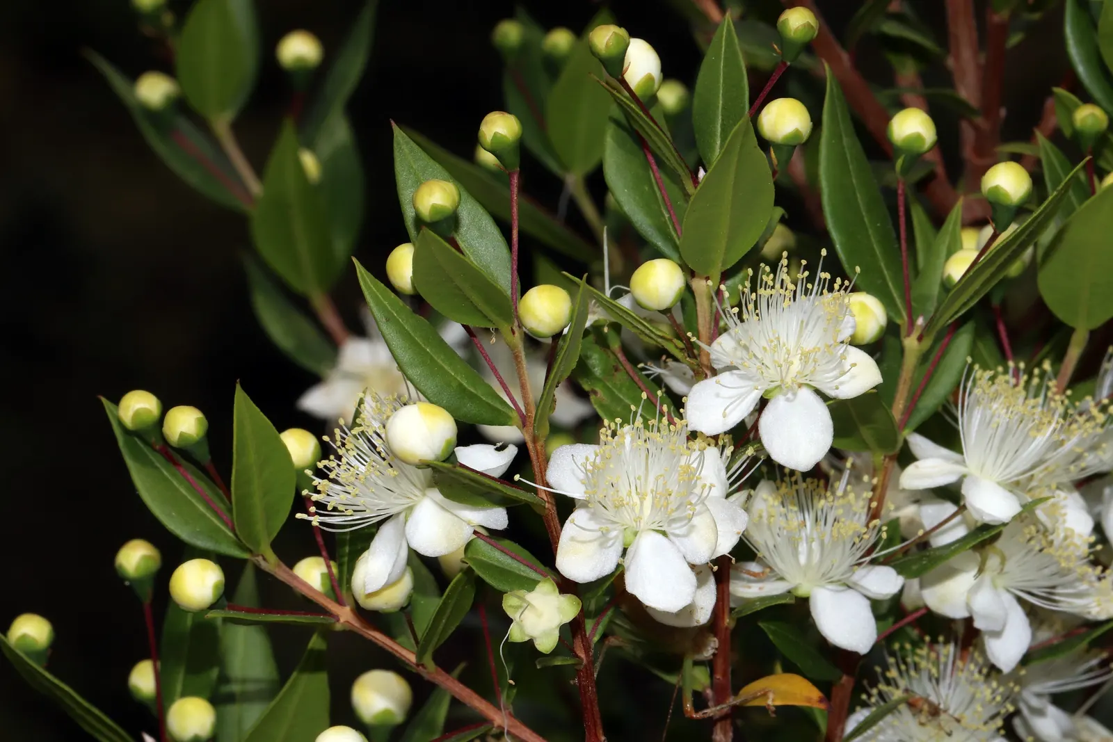 Common Myrtle (Myrtus Communis) — each with prominent tufts of creamy stamens
