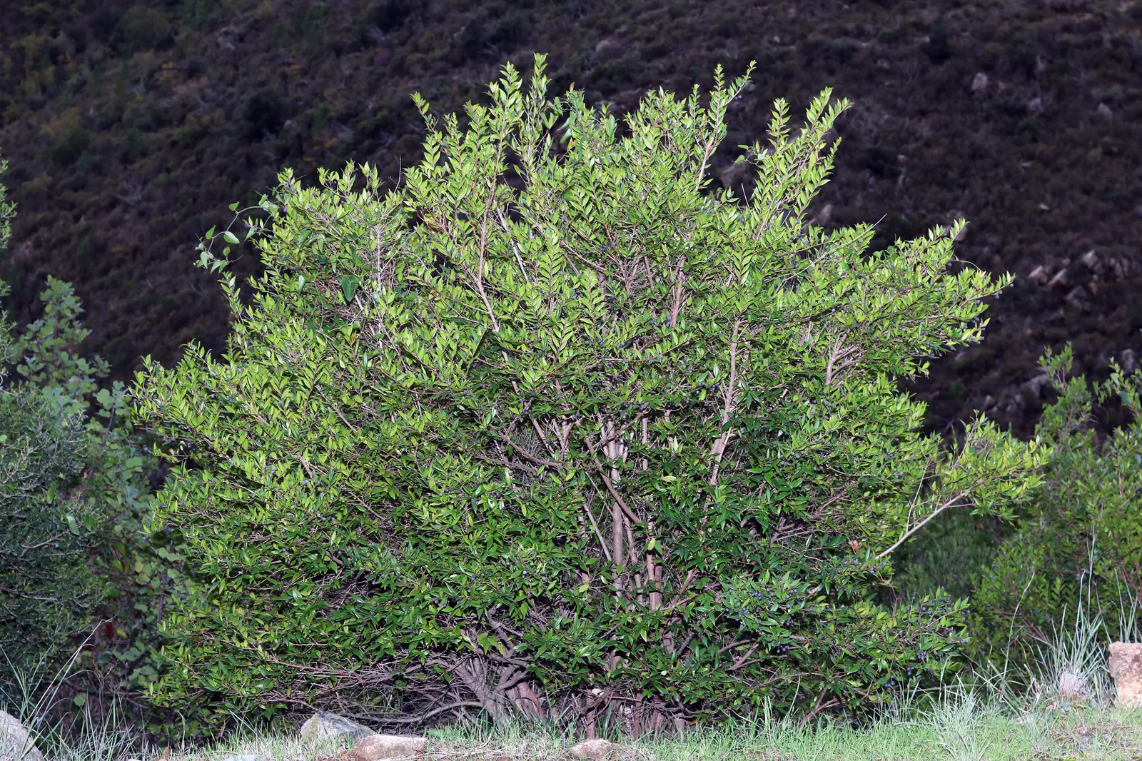 Common Myrtle (Myrtus Communis) — shrub with white blooms