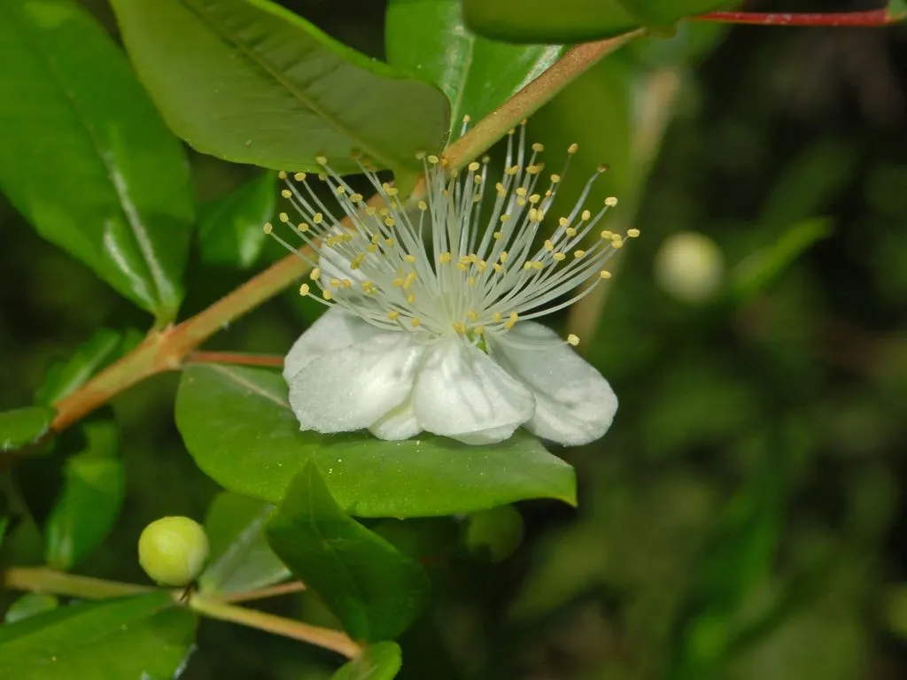 Common Myrtle (Myrtus Communis) — shrub with white blooms; purplish-black berries form, image 83
