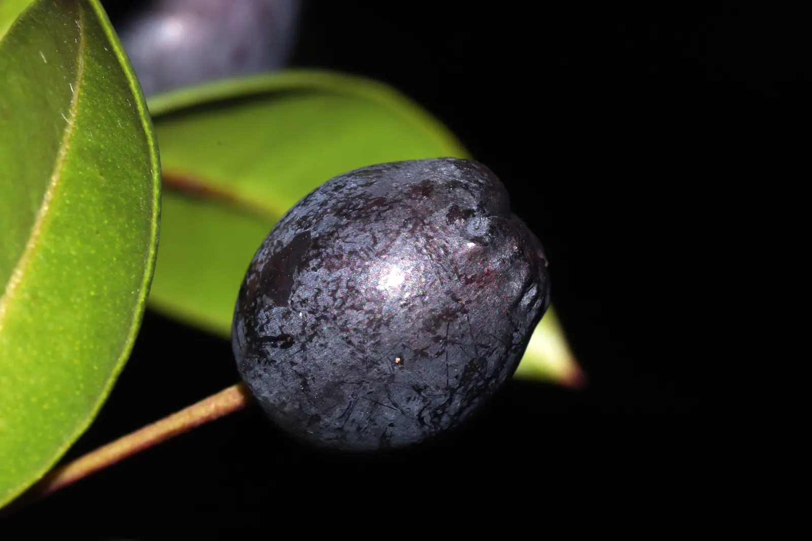 Common Myrtle (Myrtus Communis) — is a versatile evergreen plant prized for its ornamental and aromatic qualities; this versatile plant thrives in well-drained
