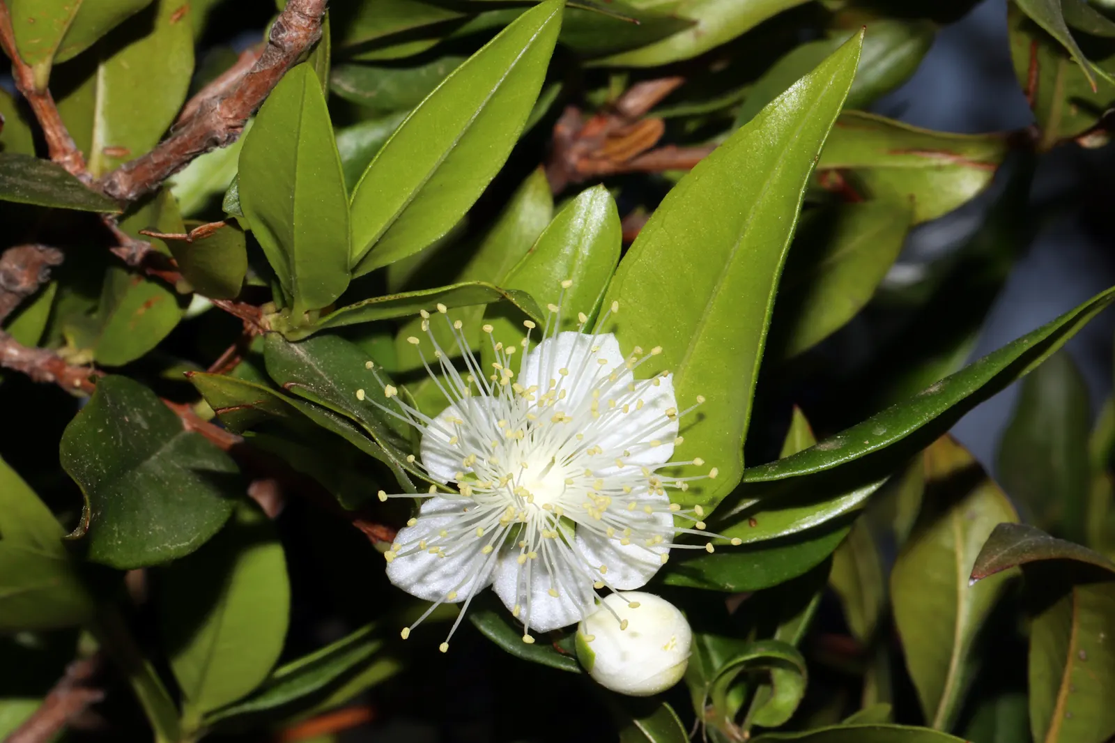 Common Myrtle (Myrtus Communis) — providing winter interest and a food source for birds