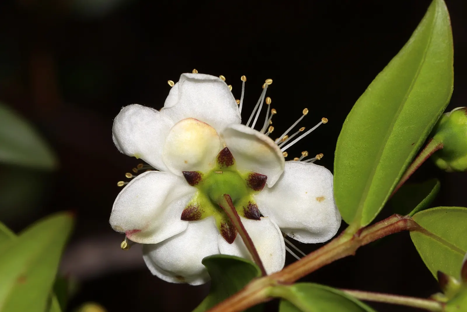 Common Myrtle (Myrtus Communis) — reaching about 0.5 inches in diameter