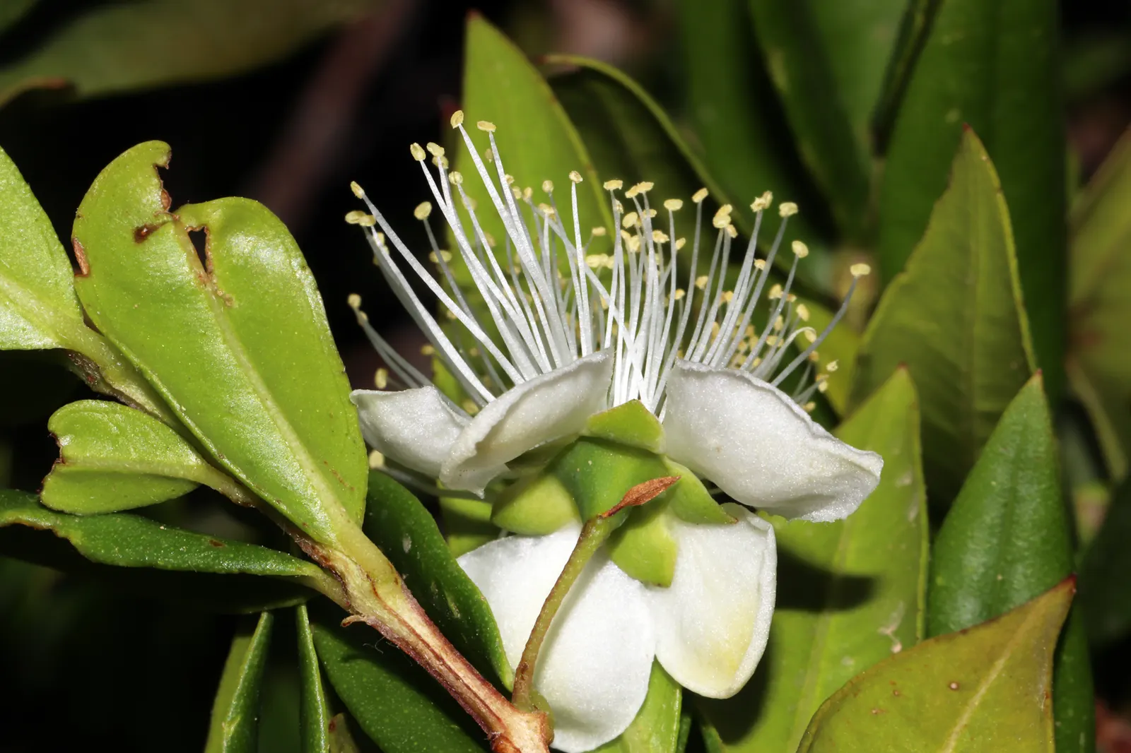 Common Myrtle (Myrtus Communis) — It is drought-tolerant once established and can be pruned to maintain a desirable shape