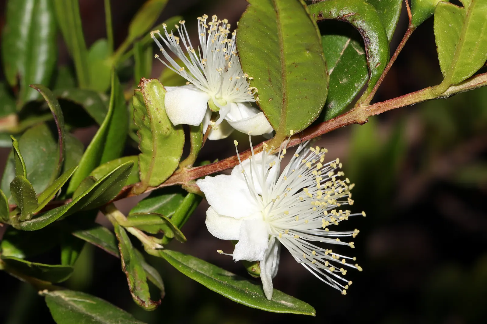 Common Myrtle (Myrtus Communis) — Myrtle thrives in full sun to partial shade and prefers a well-drained soil