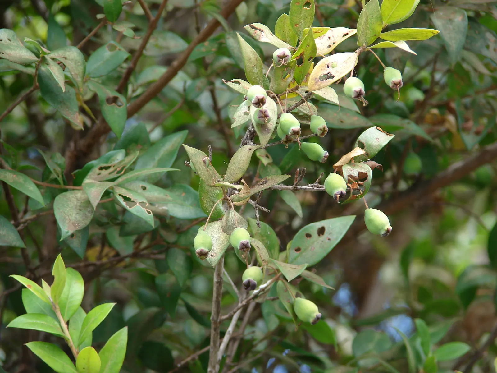 Common Myrtle (Myrtus Communis) — Requires minimal pruning and is hardy to about 20&deg;F